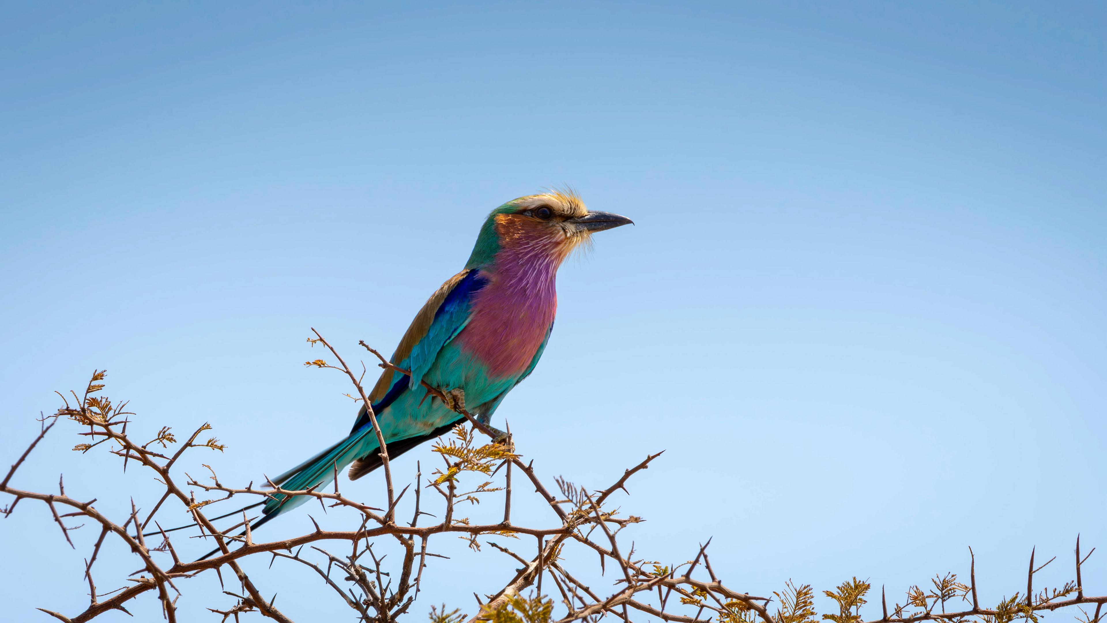 Lilac Breasted Roller - Hwange National Park