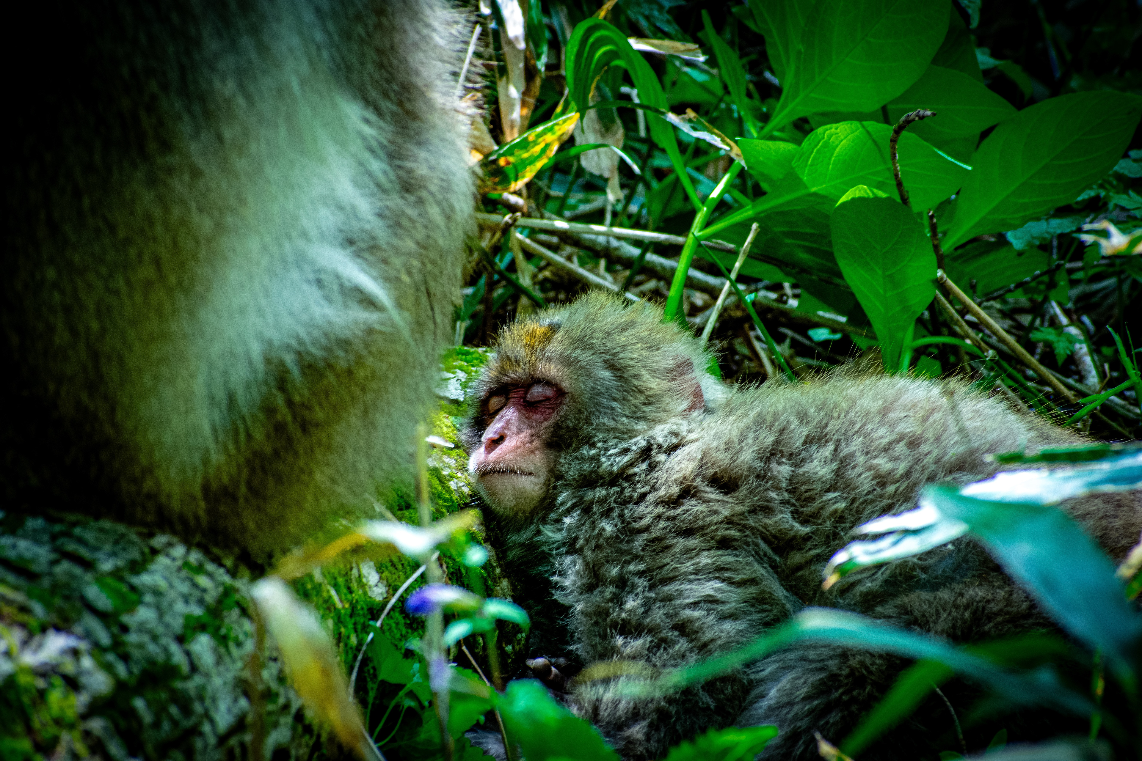 Japanese Macaque - Kamikōchi