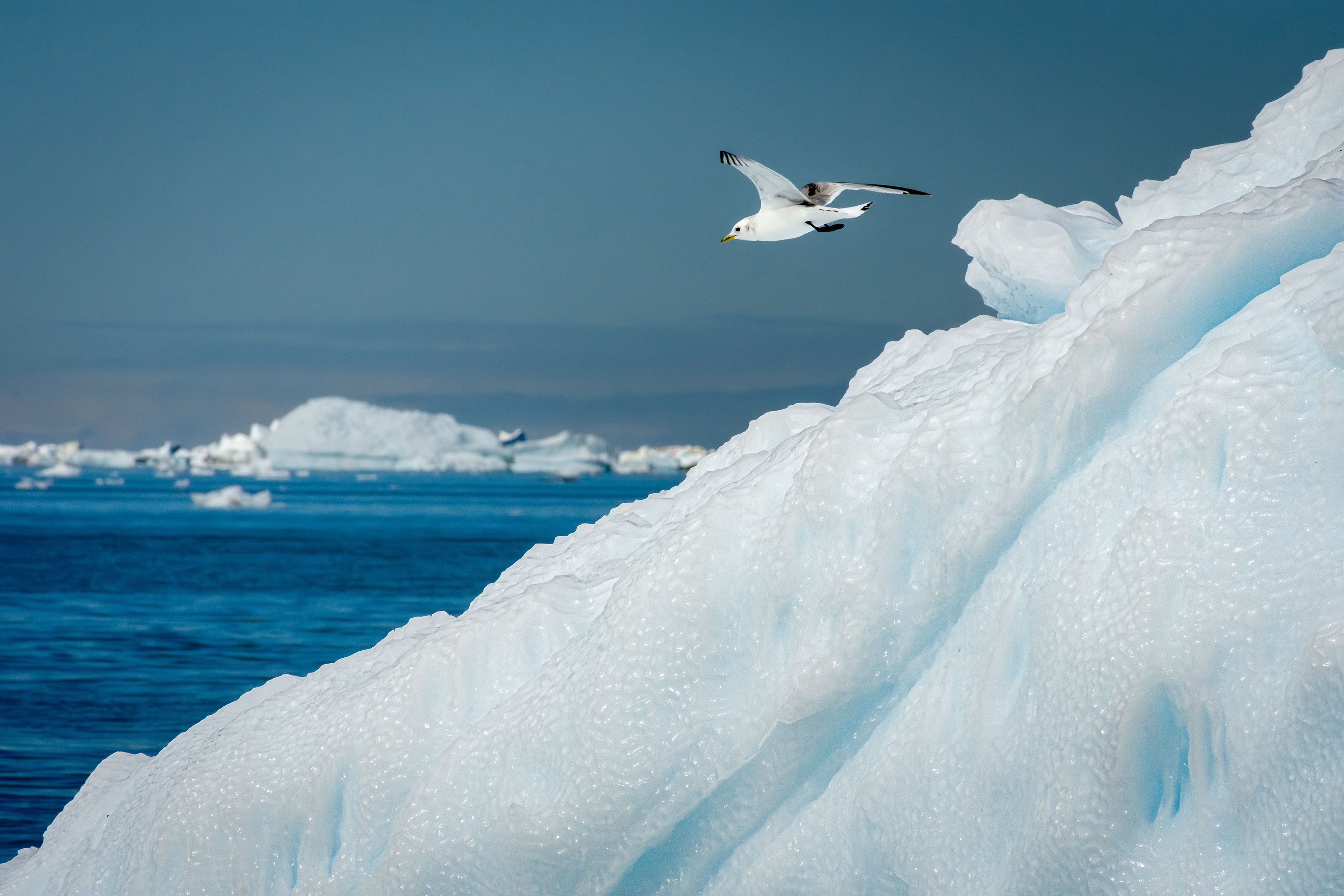 Black Legged Kittiwake - Greenland
