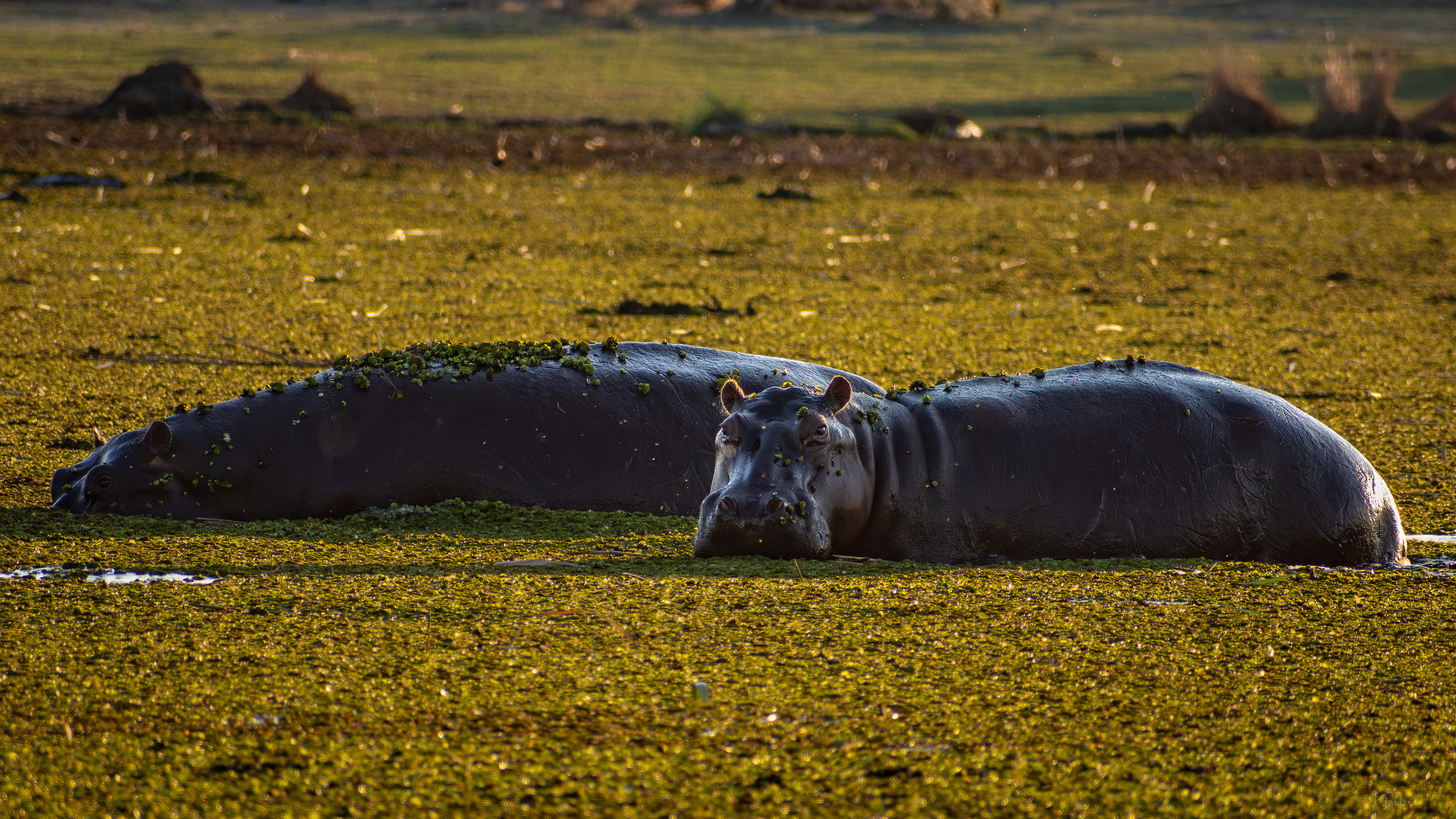 Hippo - Okavango Delta