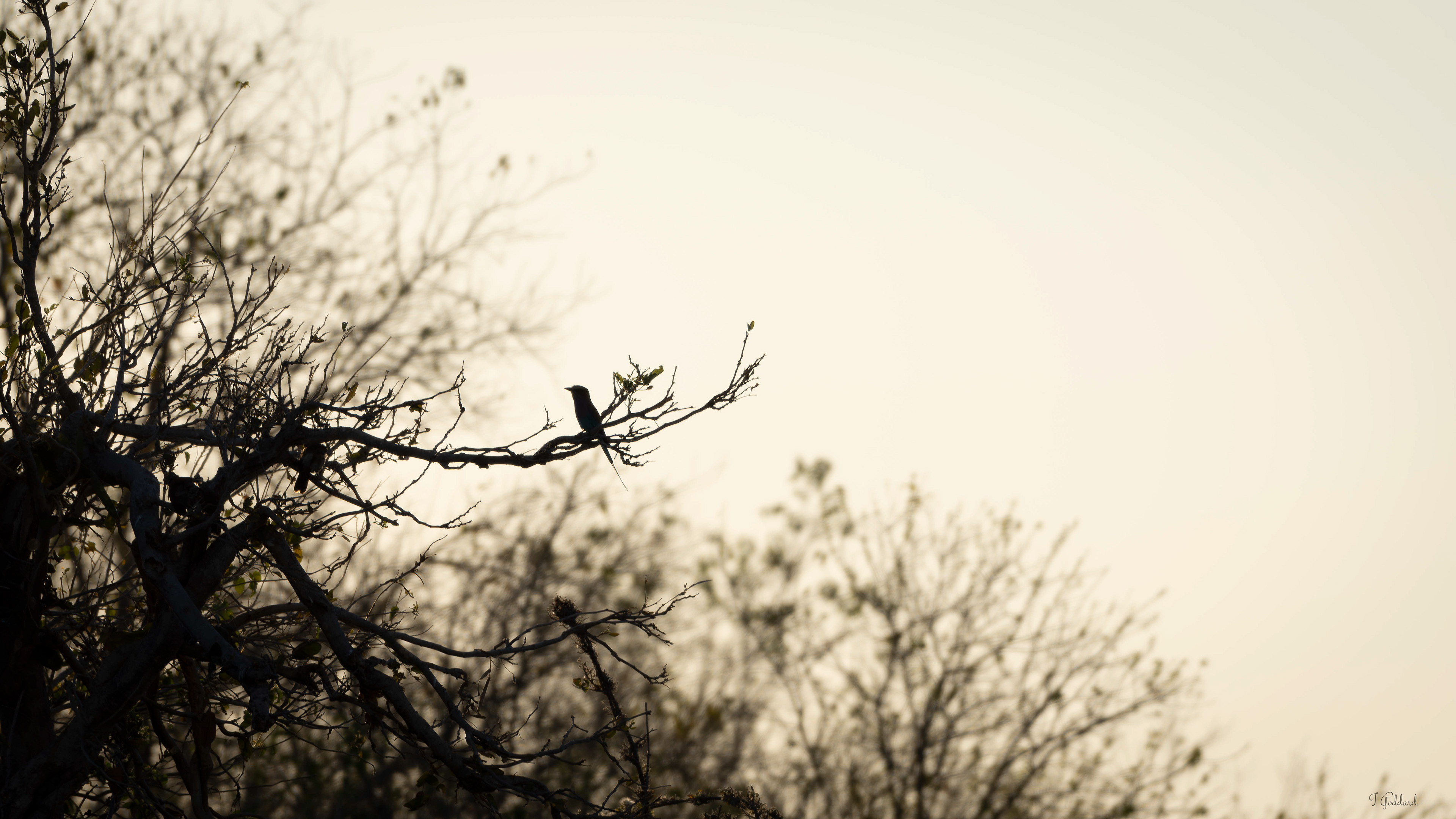 Lilac Breasted Roller - Botswana