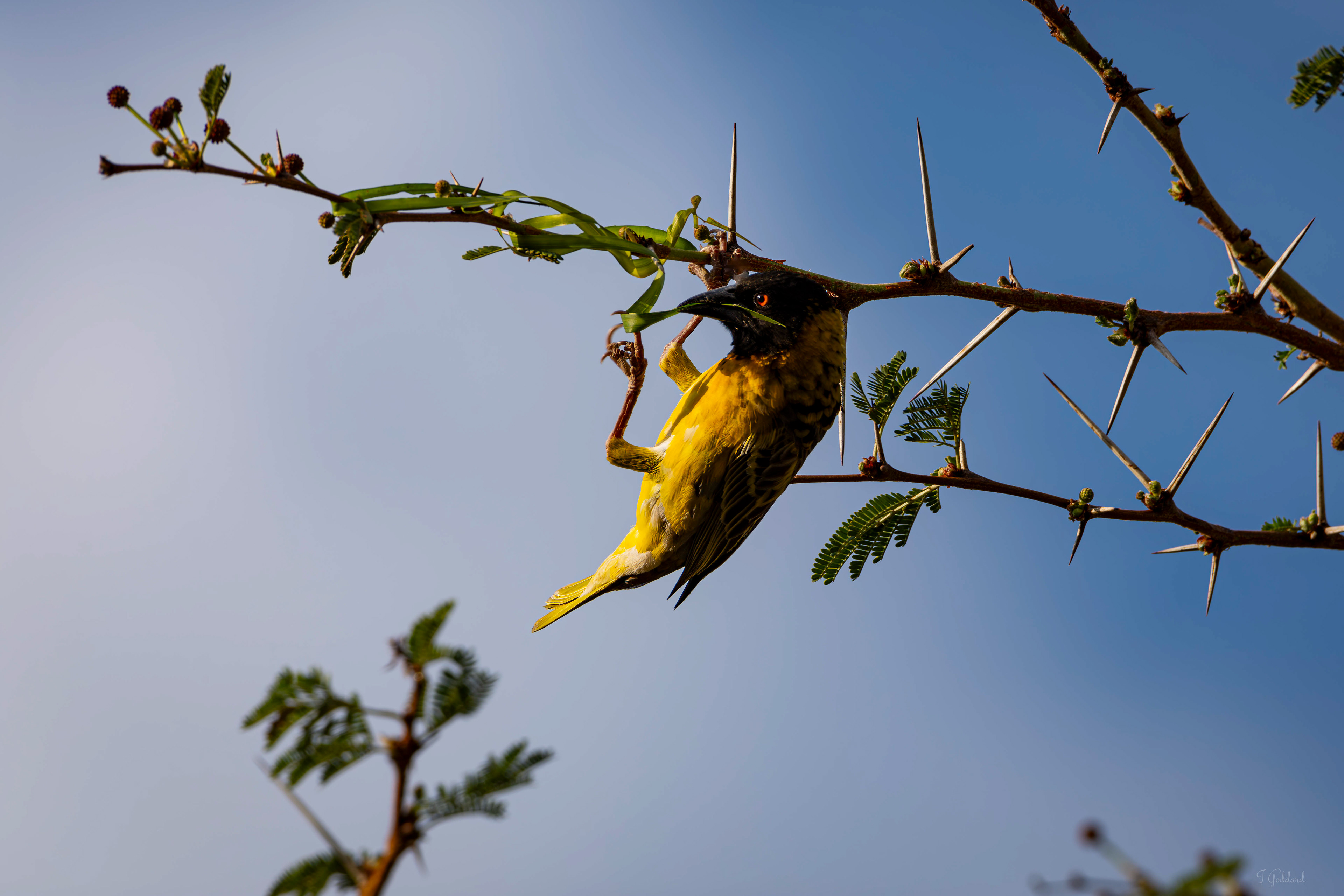 Village Weaver - Matopos National Park