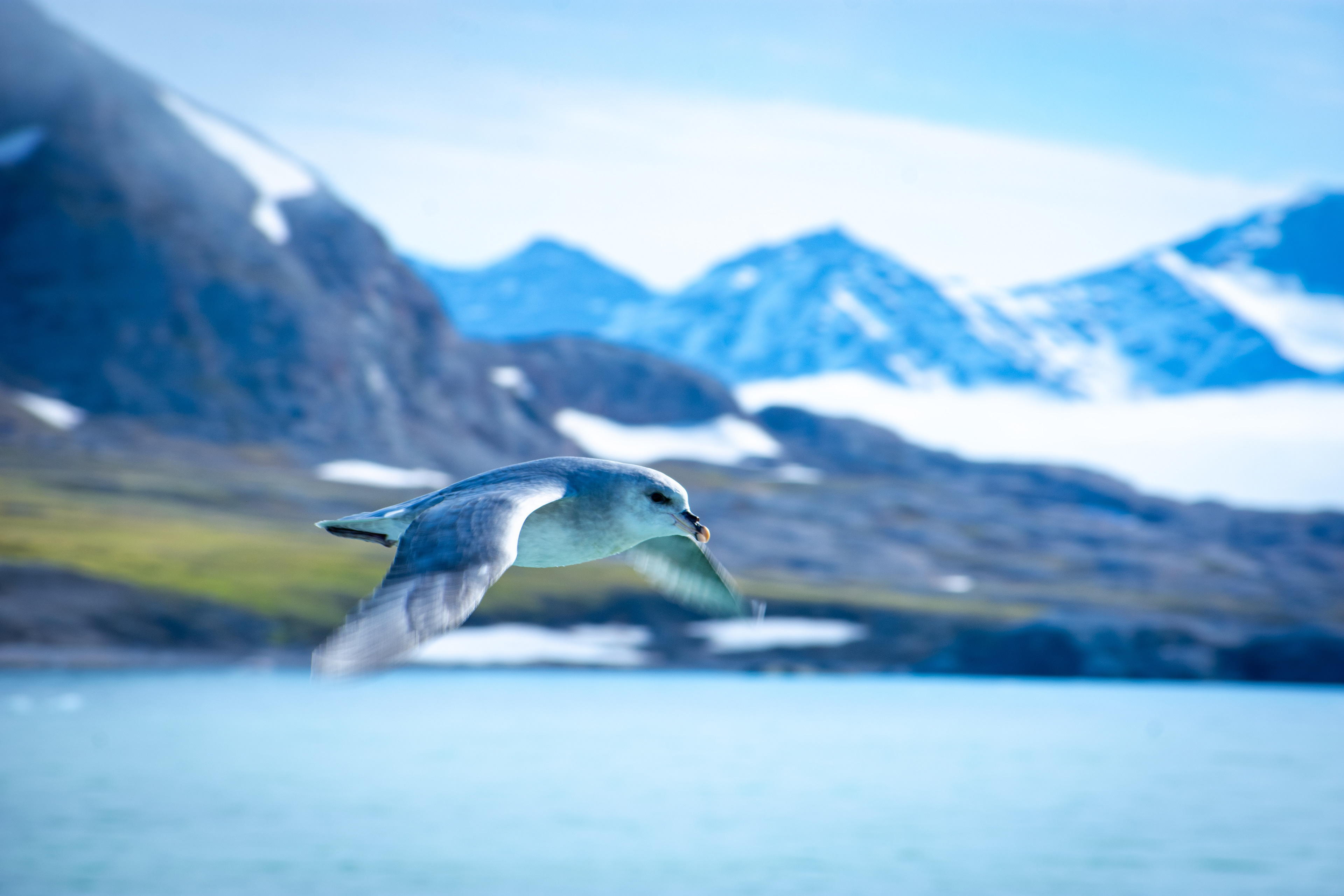 Northern Fulmar - Nordfjorden