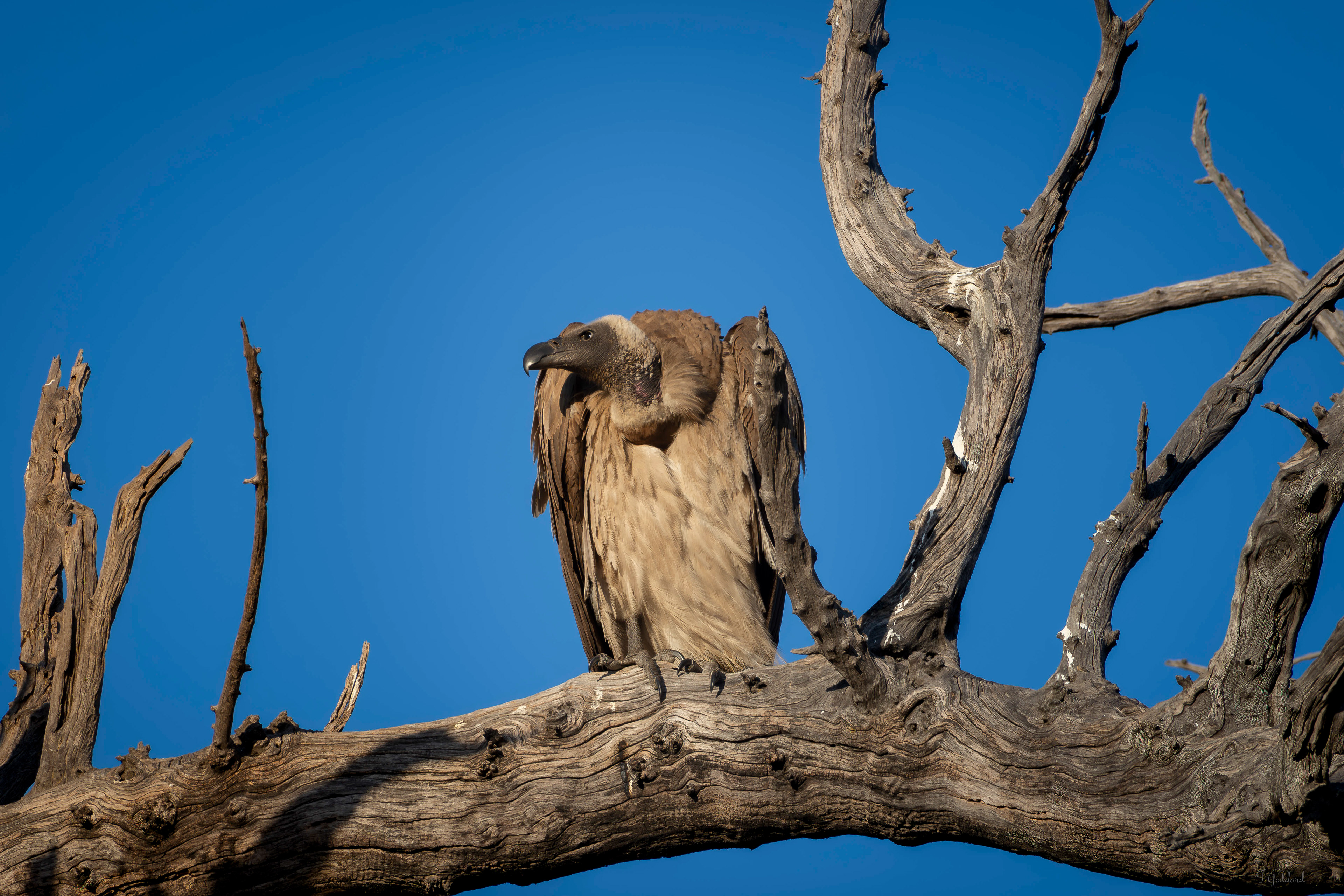White Backed Vulture - Botswana