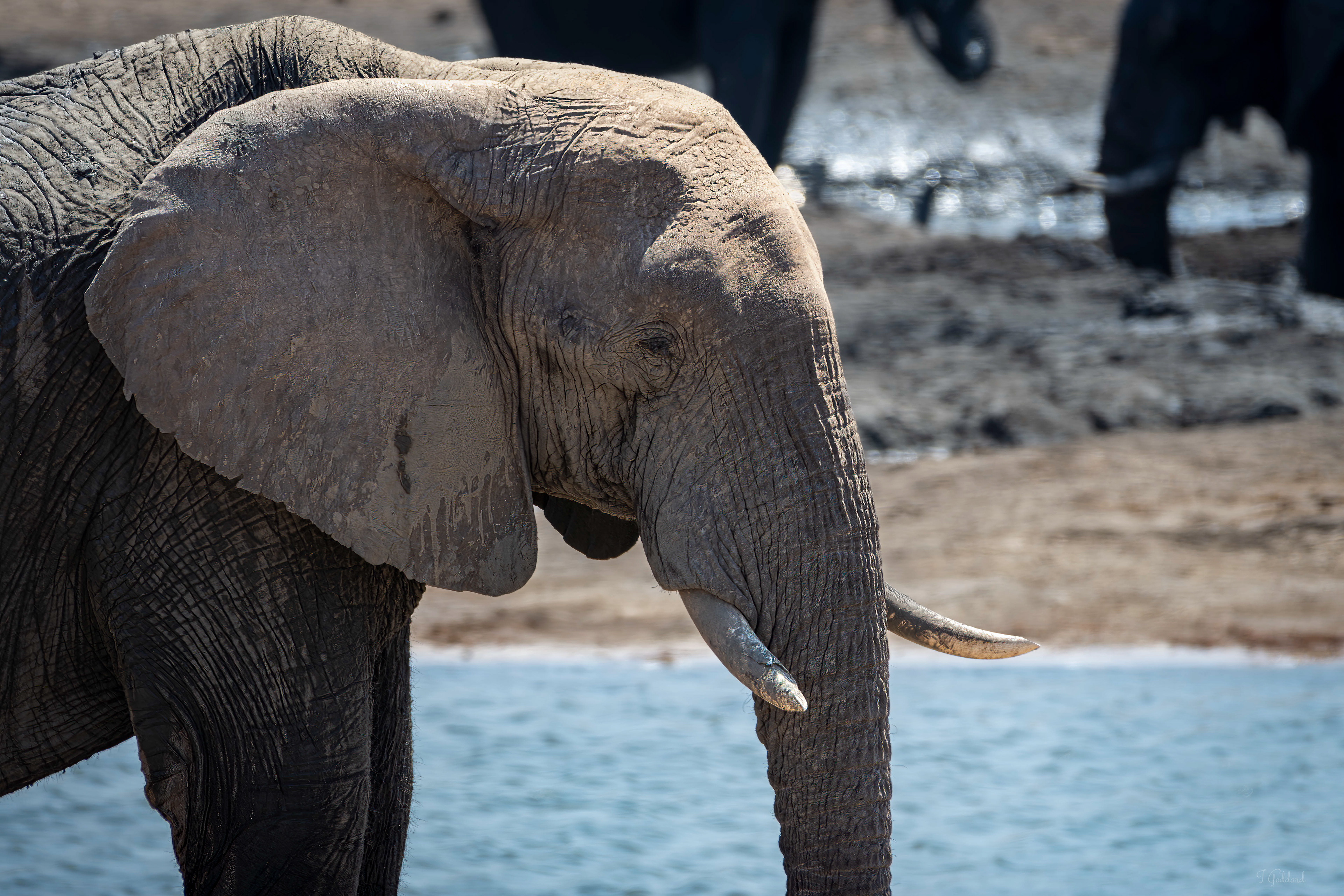 Elephant - Hwange National Park