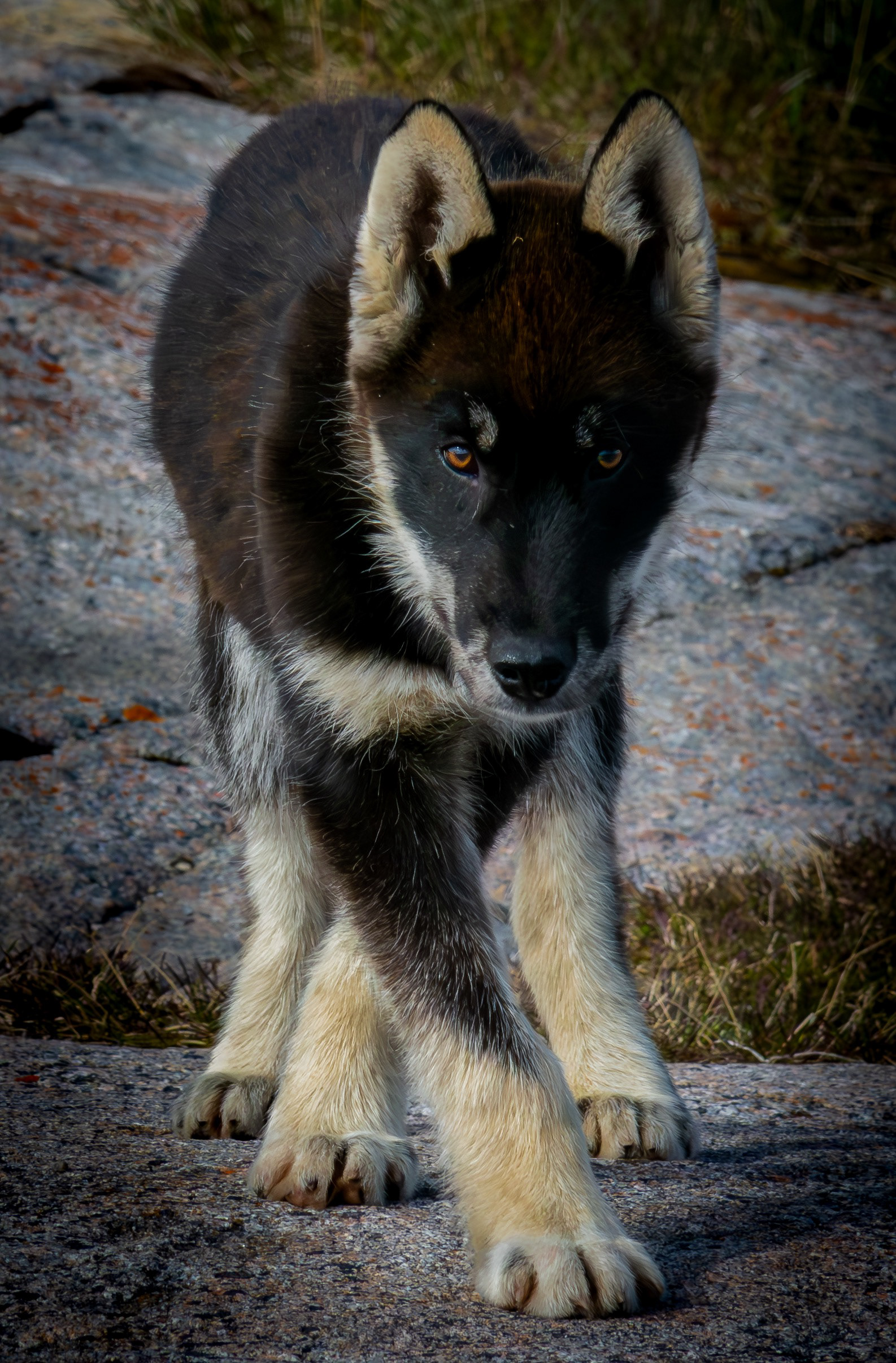 Greenland Dog - Oqaatsut