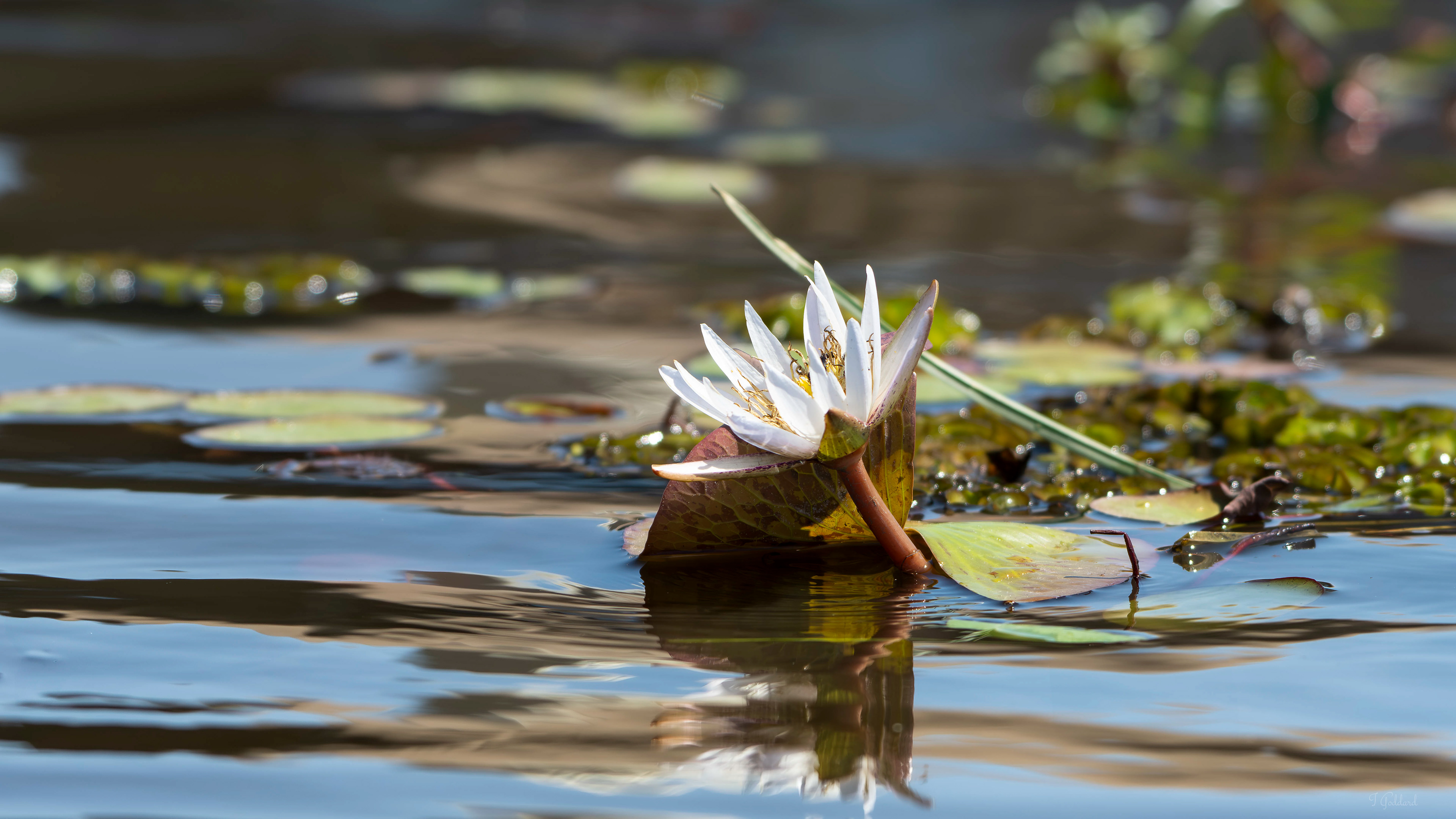Water Lily, Okavango Delta, Botswana