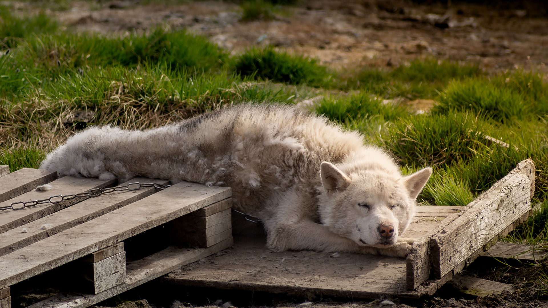 Greenland Dog - Ilulissat