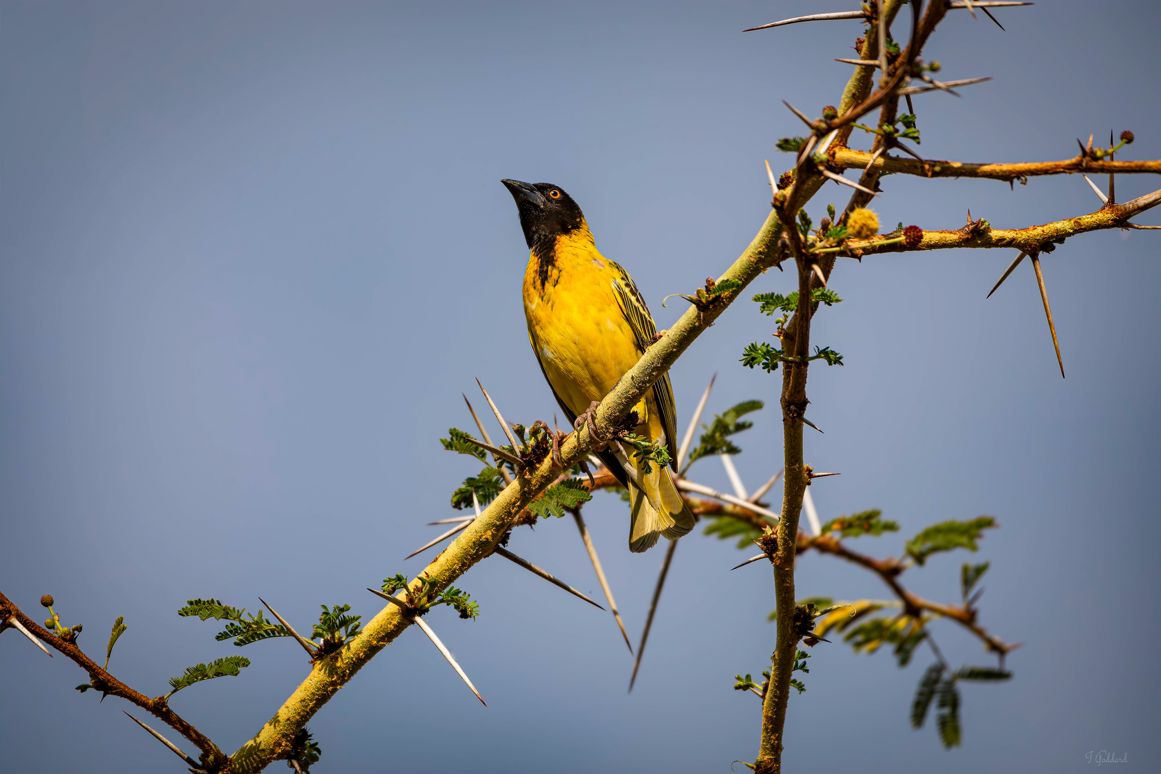 Village Weaver - Matopos National Park