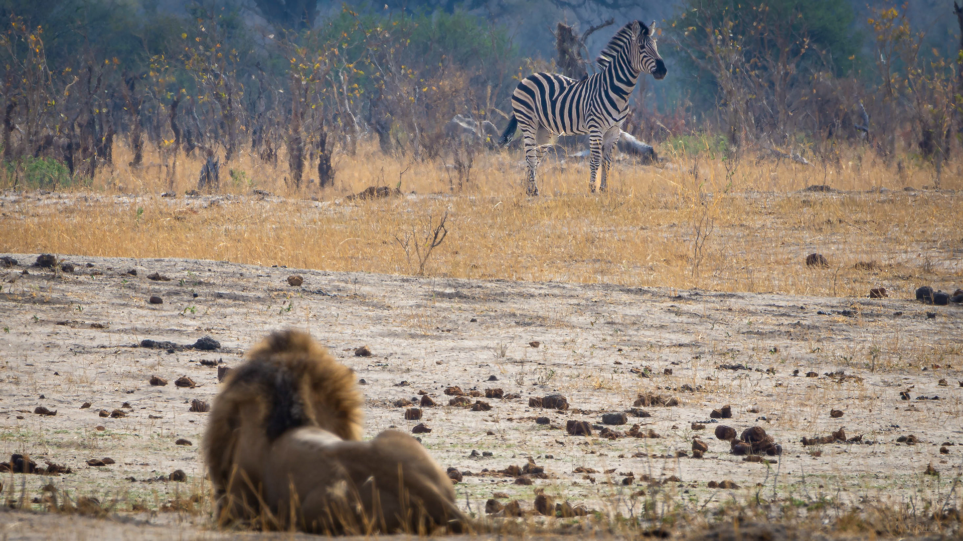 Zebra and Lion - Hwange National Park