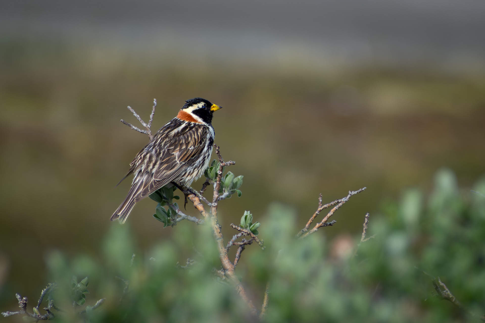 Lapland Longspur - Kangerlussuaq