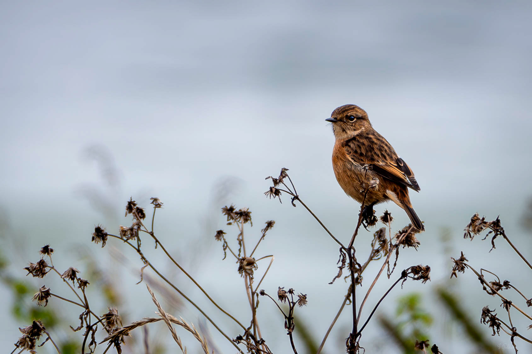 European Stonechat - UK