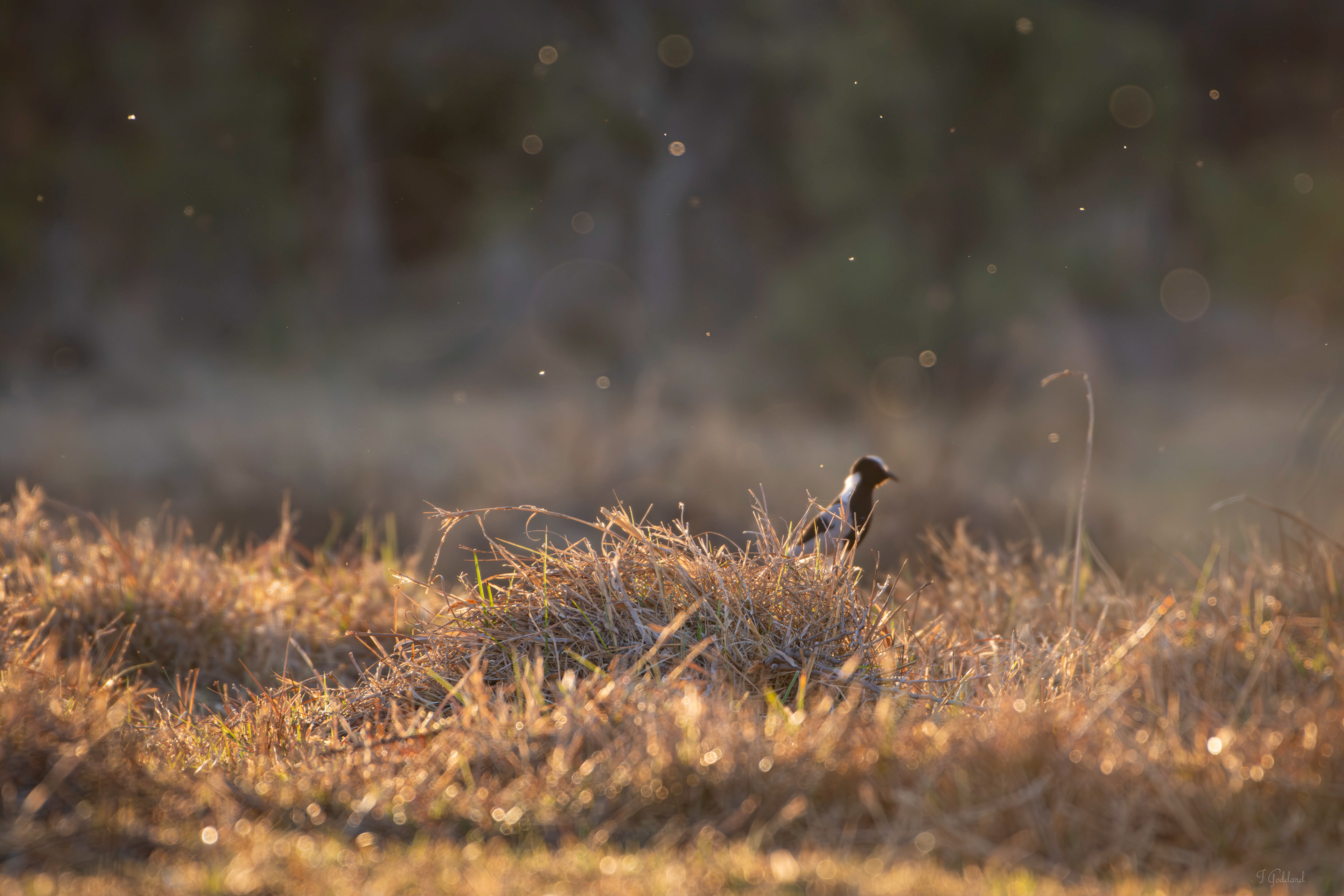 Blacksmiths Plover - Okavango Delta