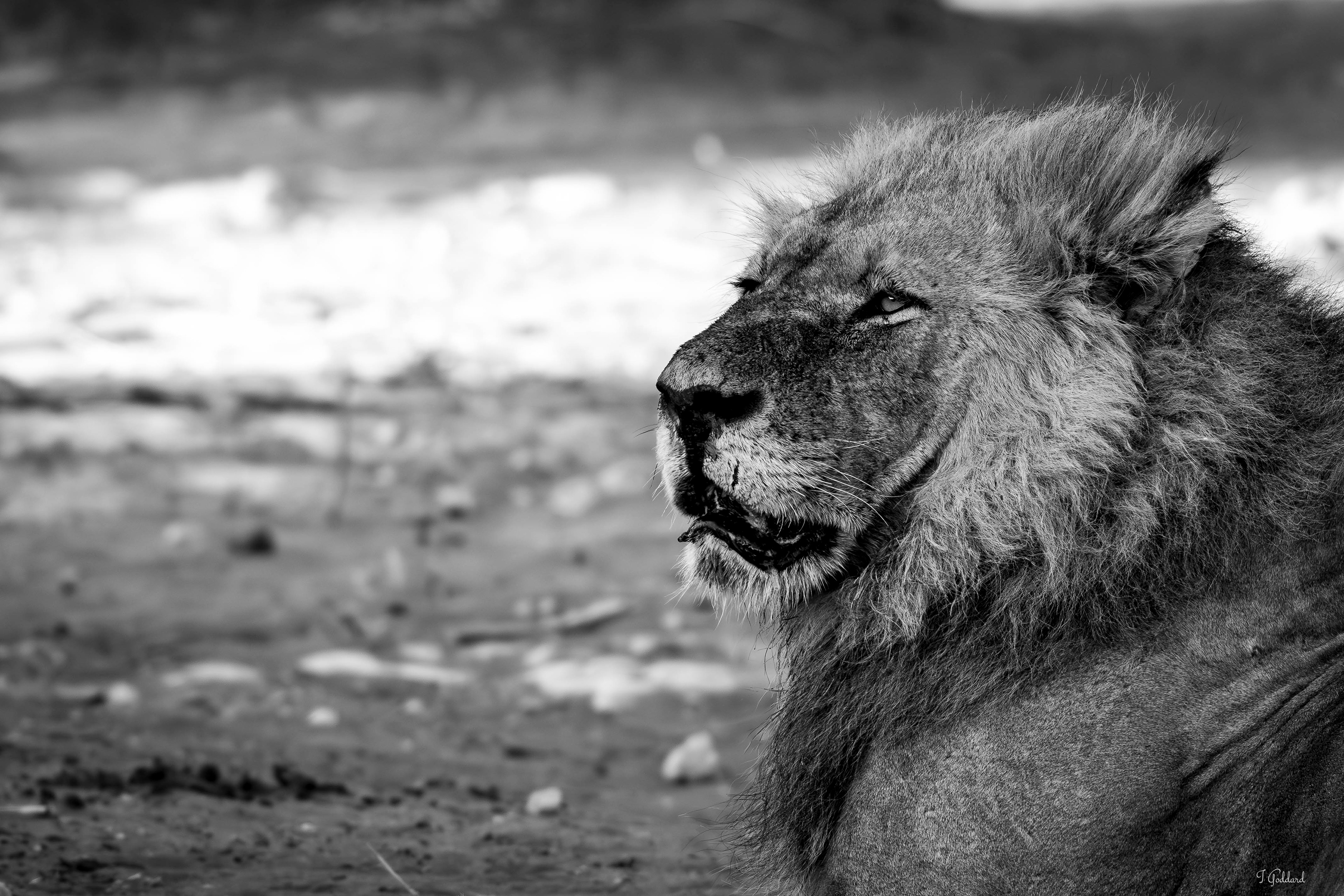 Lion - Chobe National Park