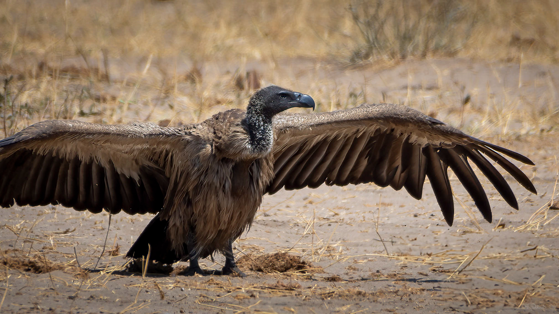 White Backed Vulture - Hwange National Park