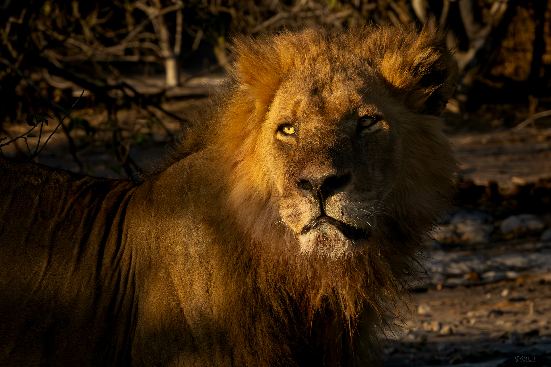 Lion - Chobe National Park
