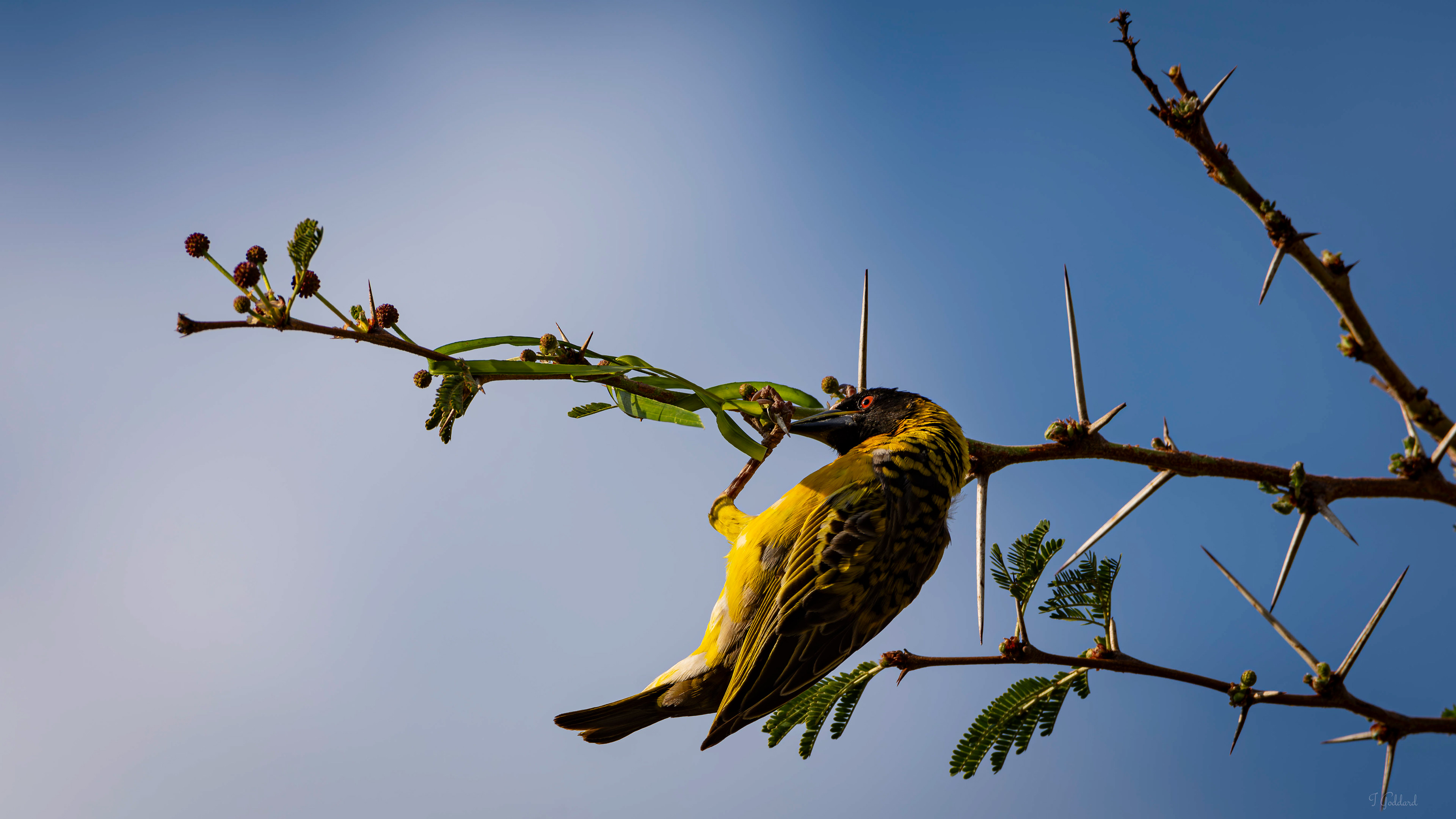 Village Weaver - Zimbabwe