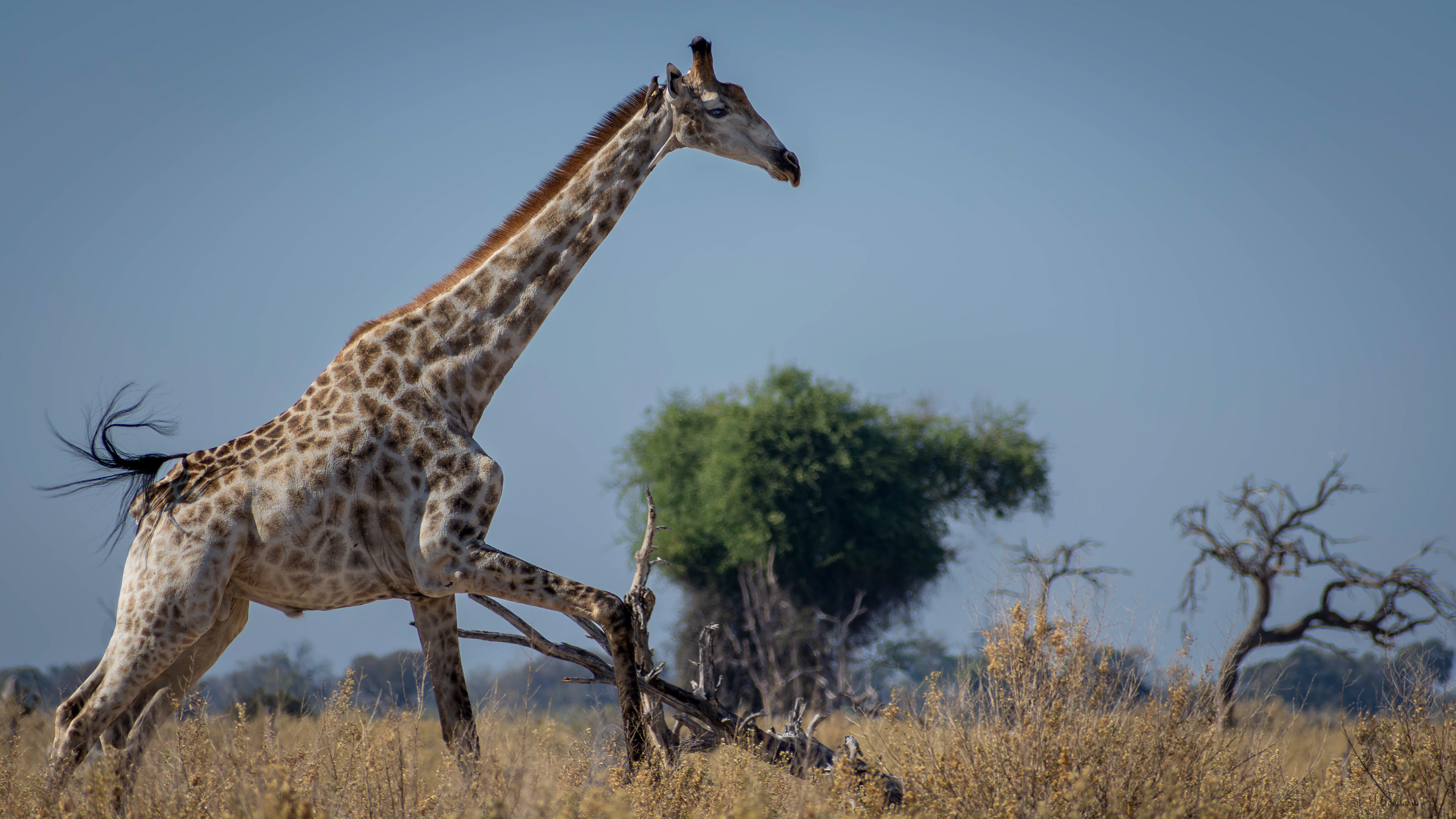 Giraffe - Okavango Delta