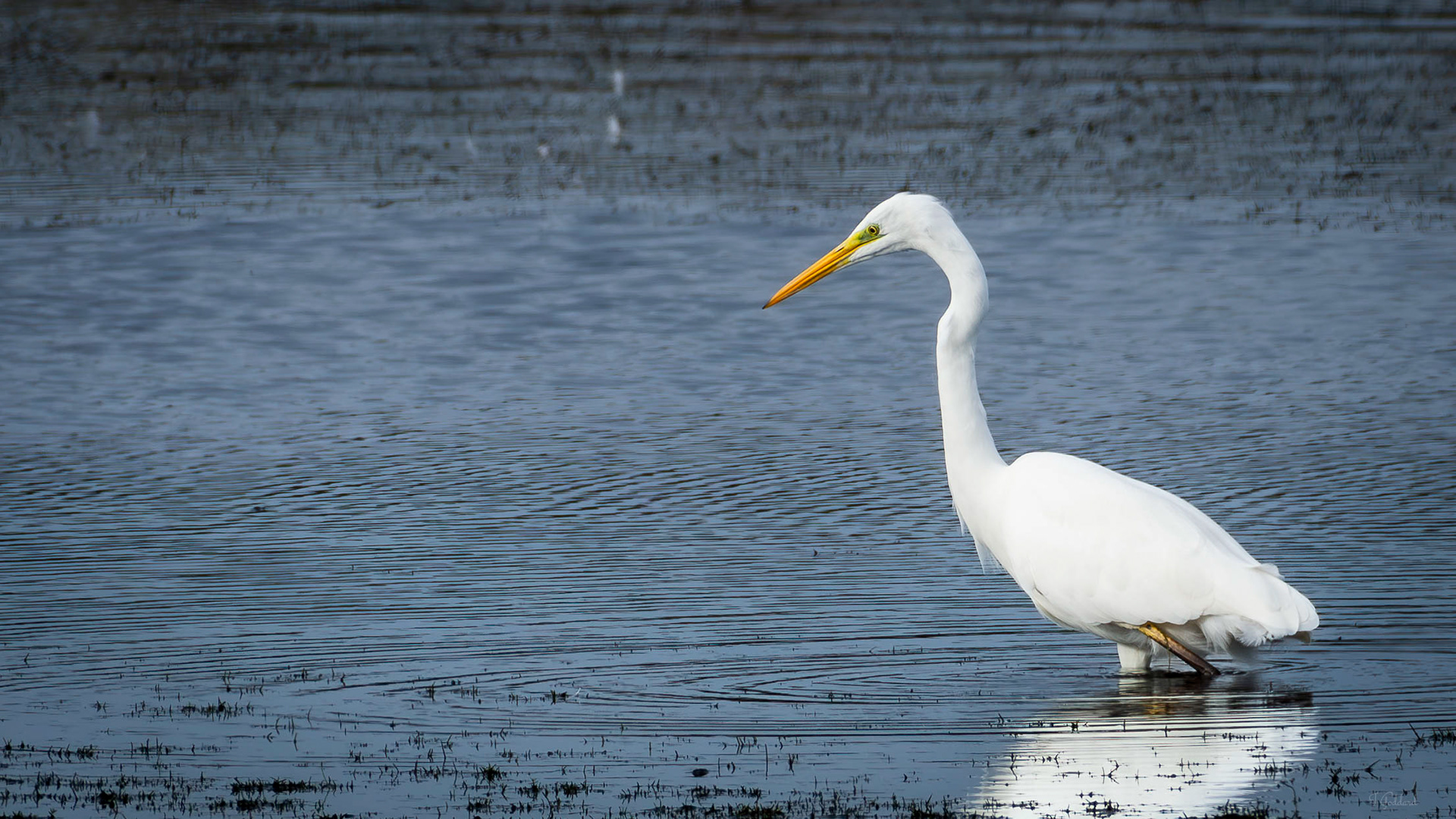 Egret - UK