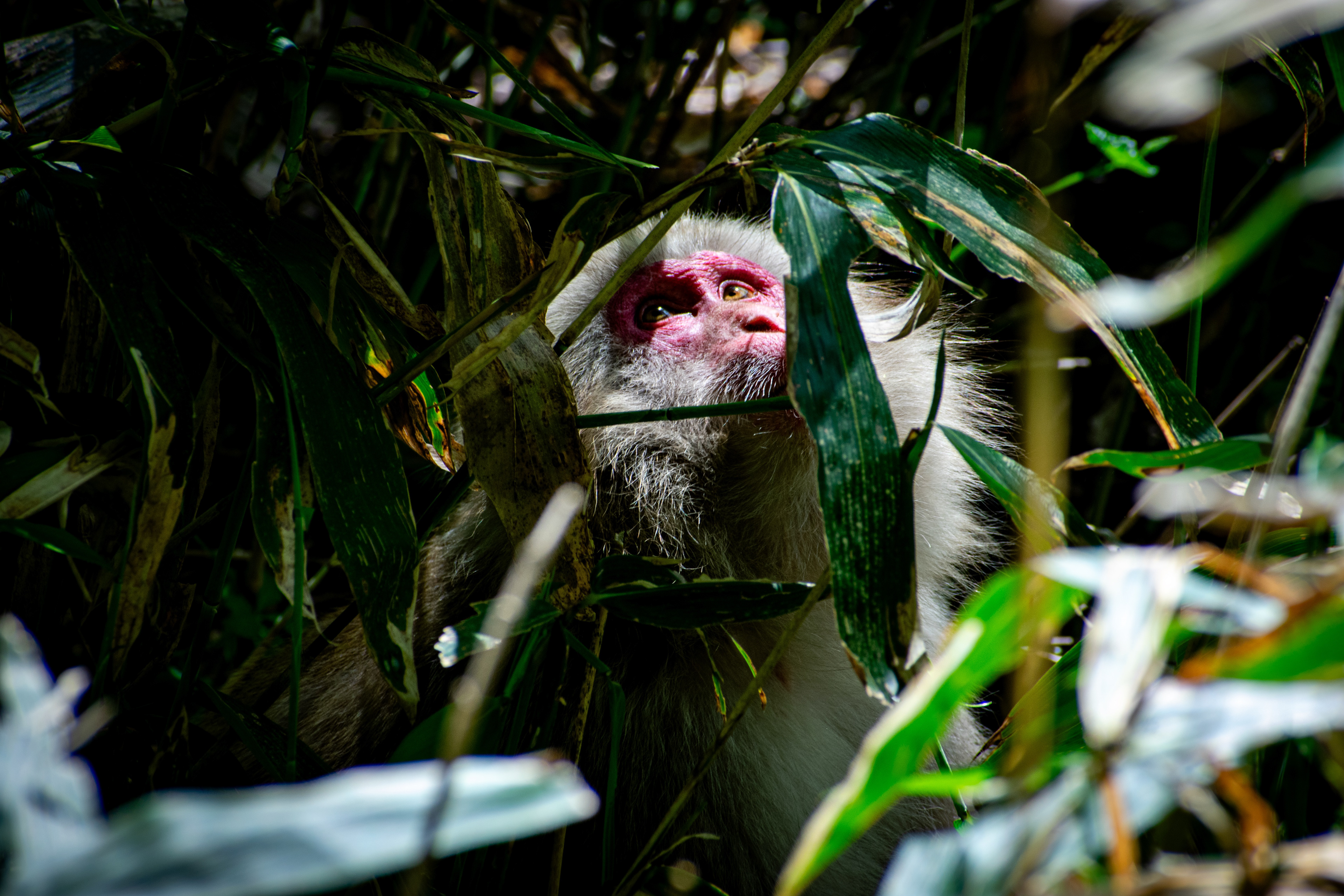 Japanese Macaque - Kamikōchi