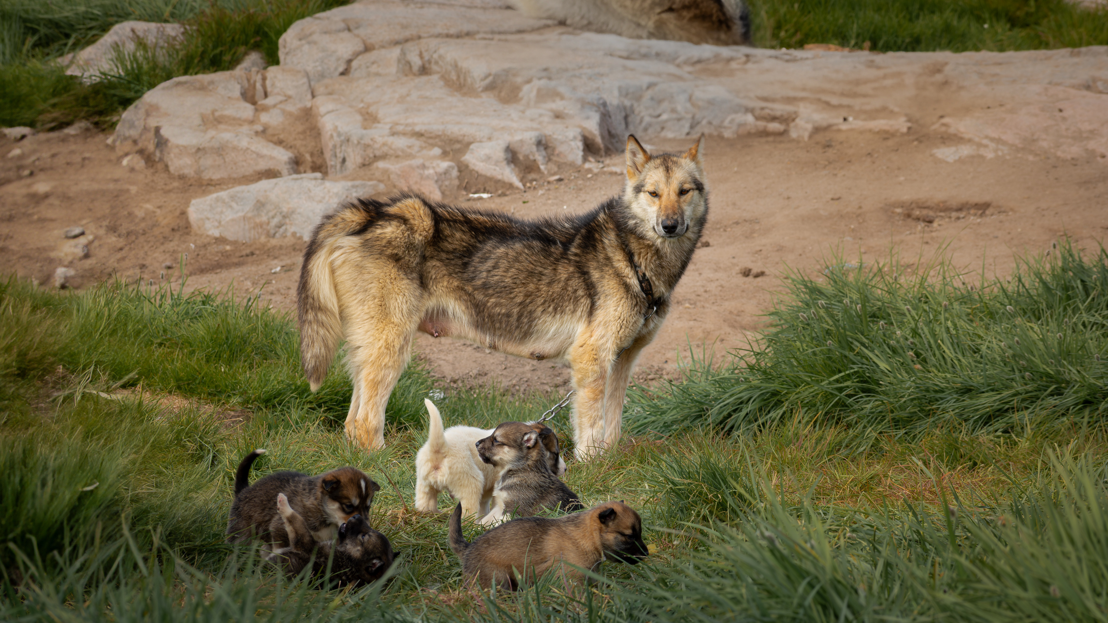 Greenland Dog(s) - Oqaatsut