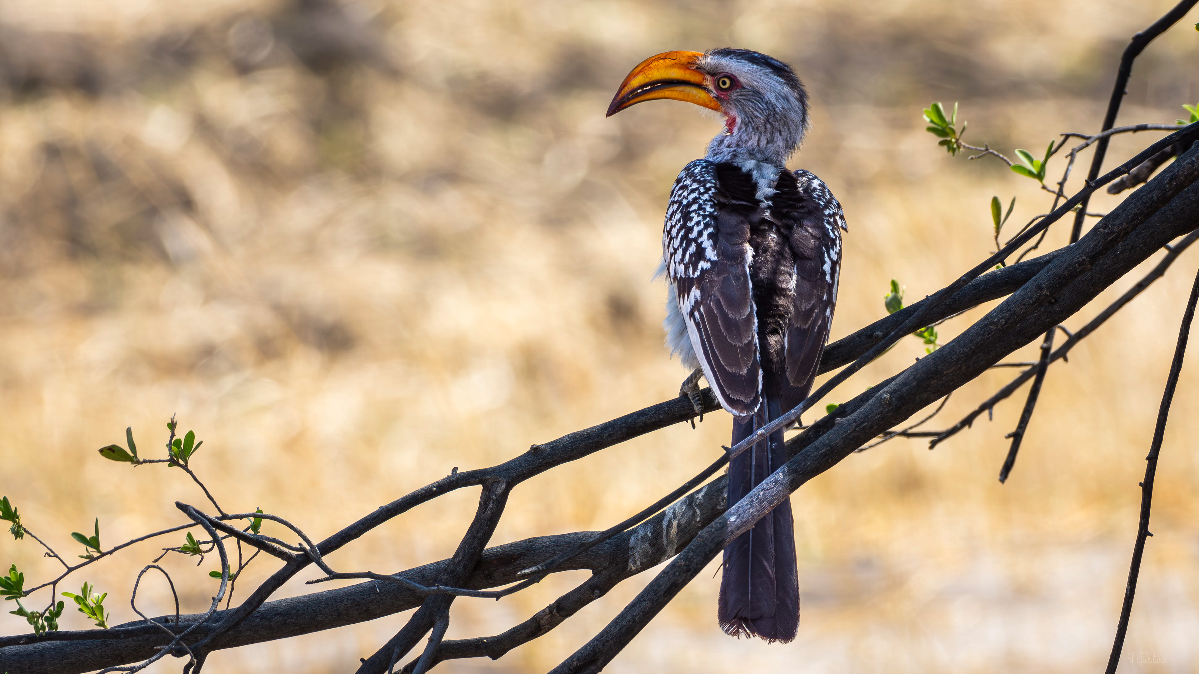 Yellow Billed Hornbill - Zimbabwe