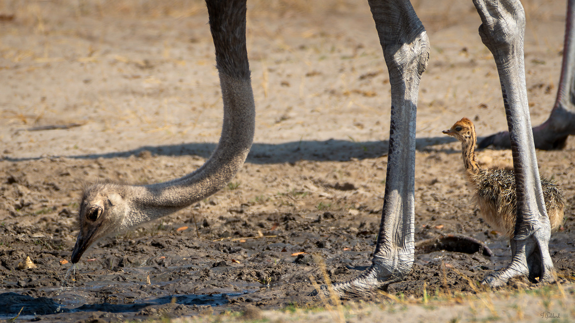 Ostrich - Zimbabwe