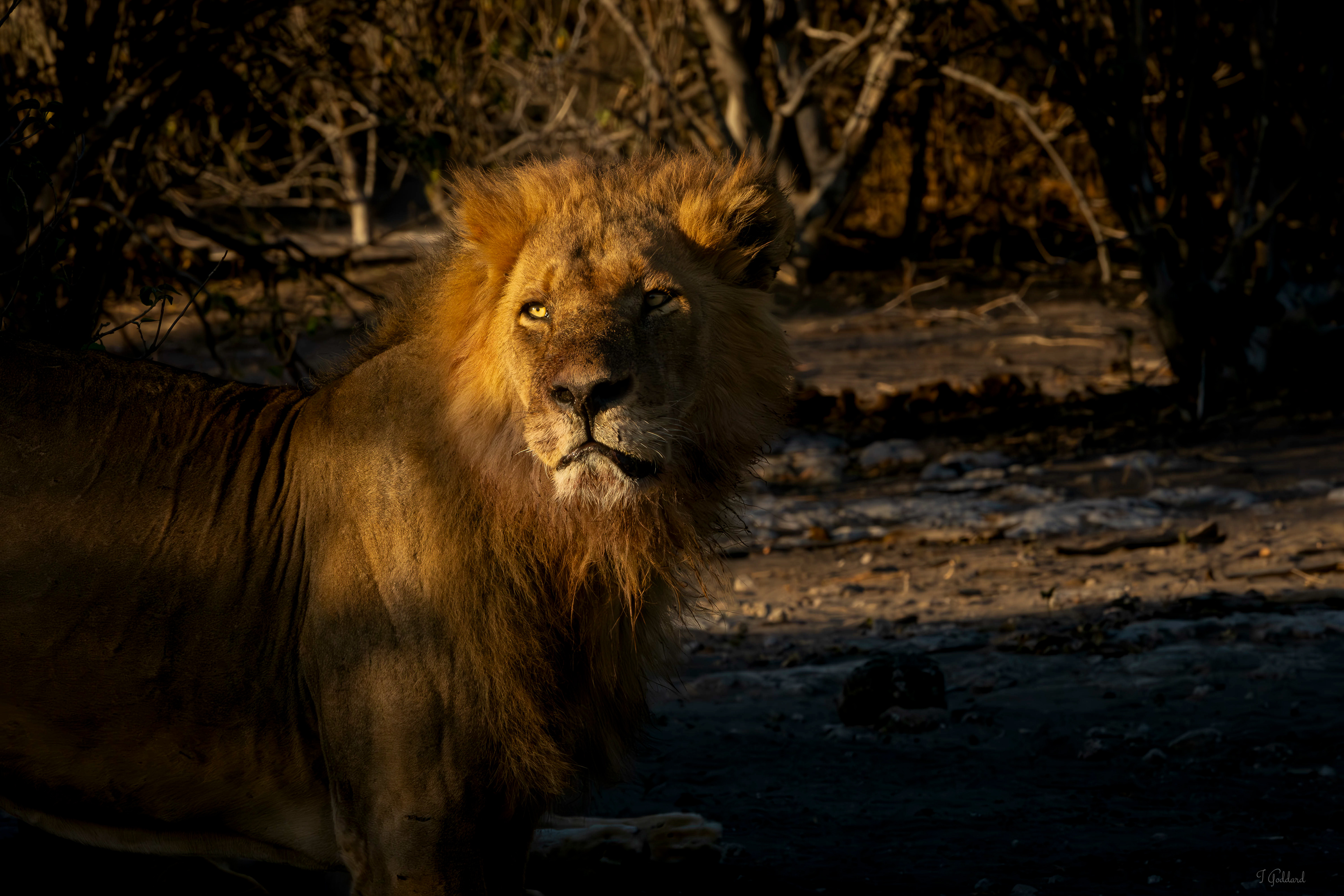 Lion - Botswana