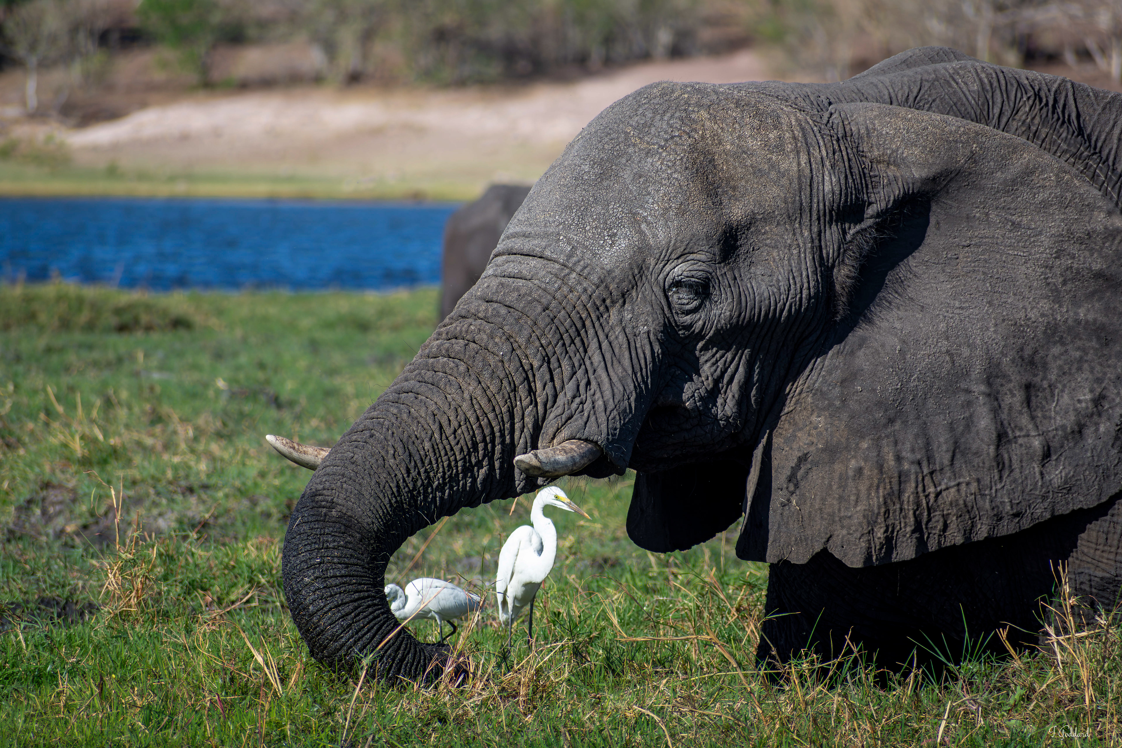 Elephant - Chobe National Park