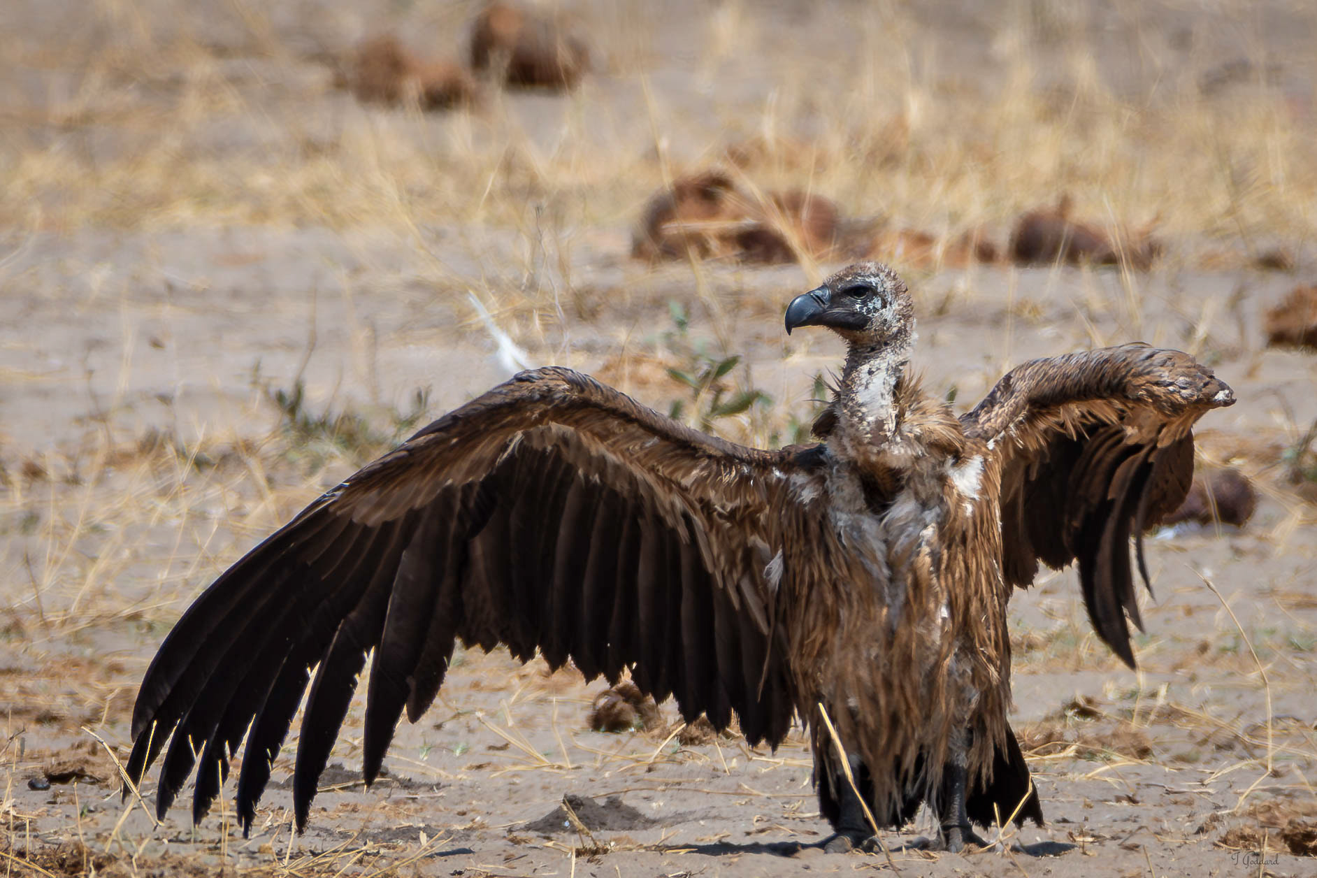 White Backed Vulture - Hwange National Park