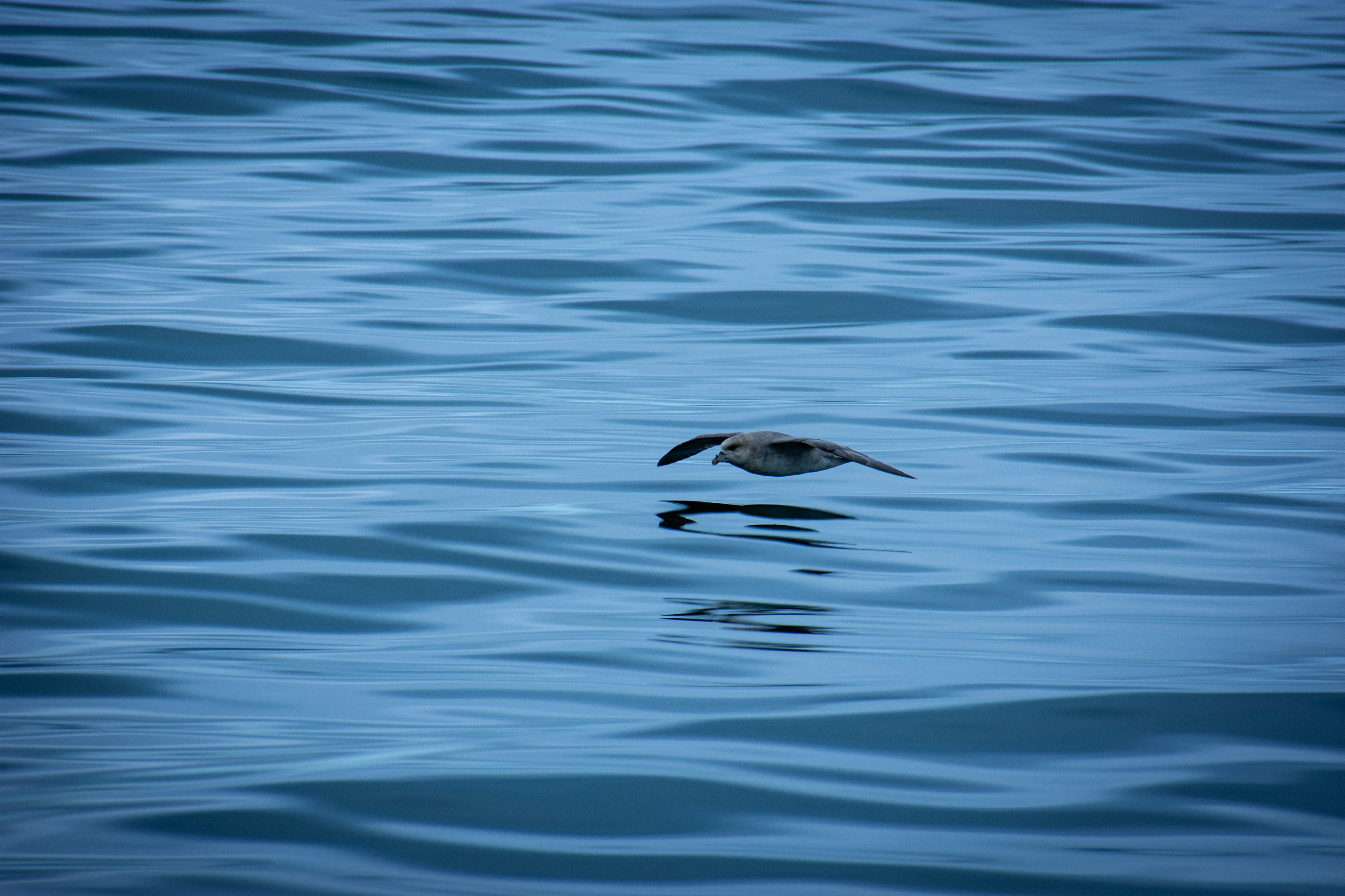 Northern Fulmar - Svalbard