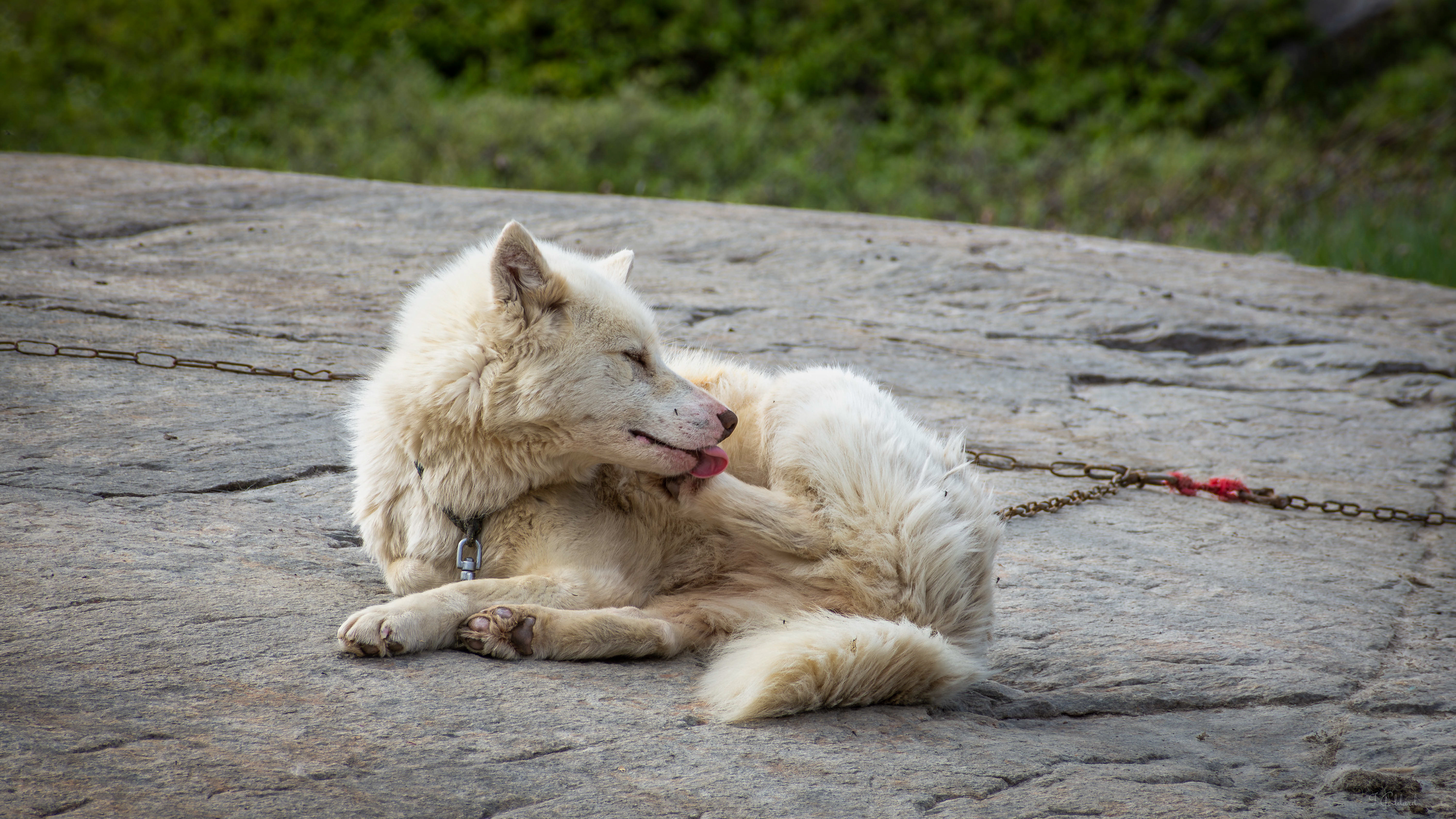 Greenland Dog - Oqaatsut