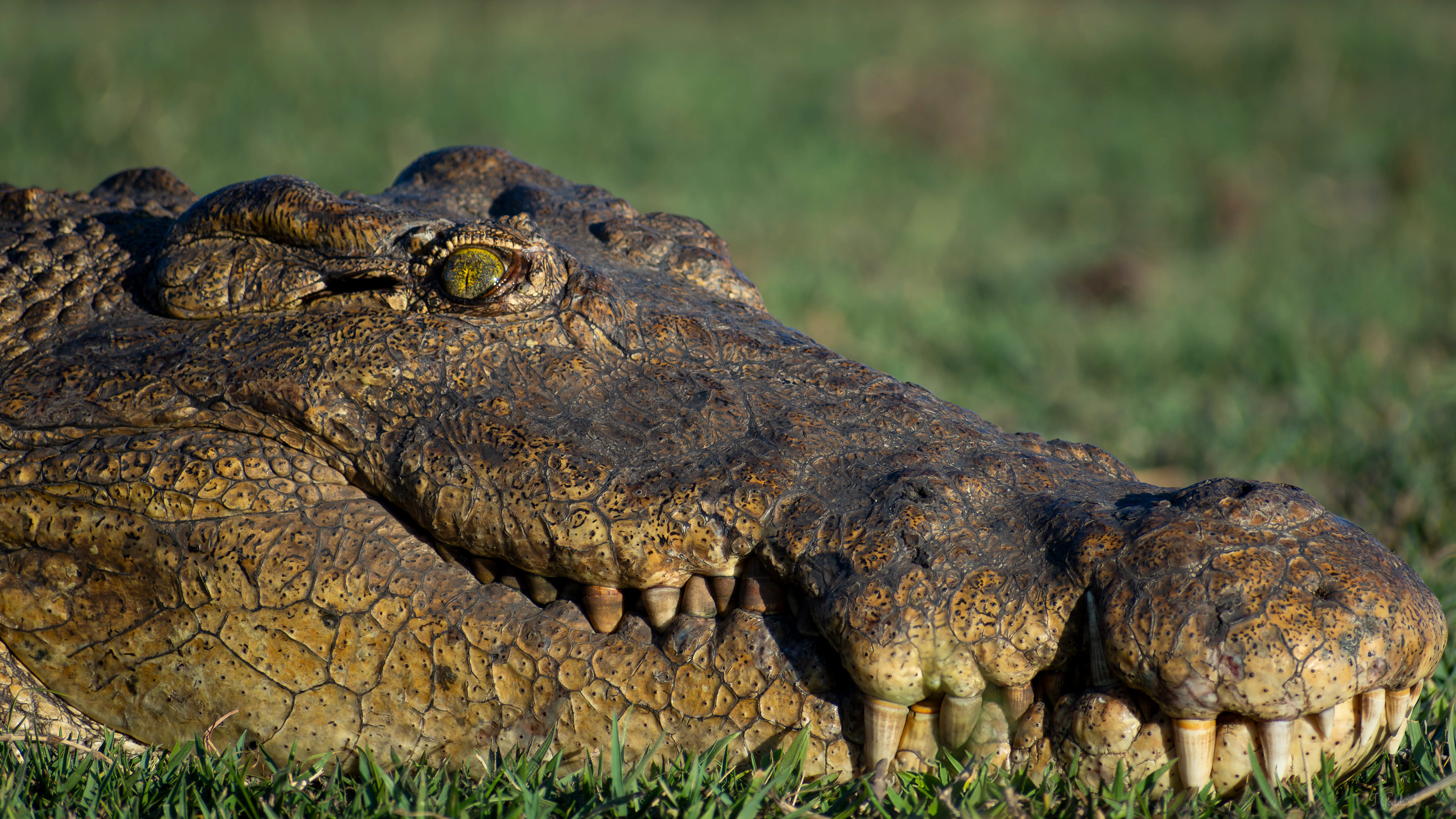 Crocodile - Chobe National Park