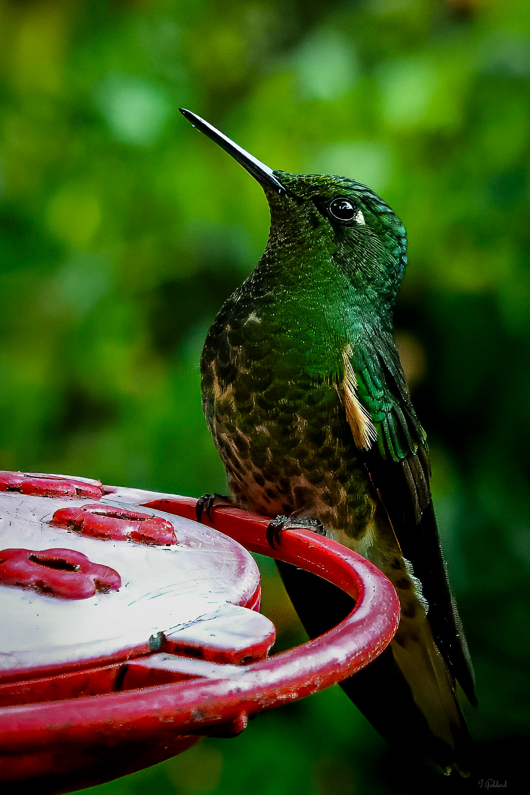 Buff Tailed Coronet - Colombia