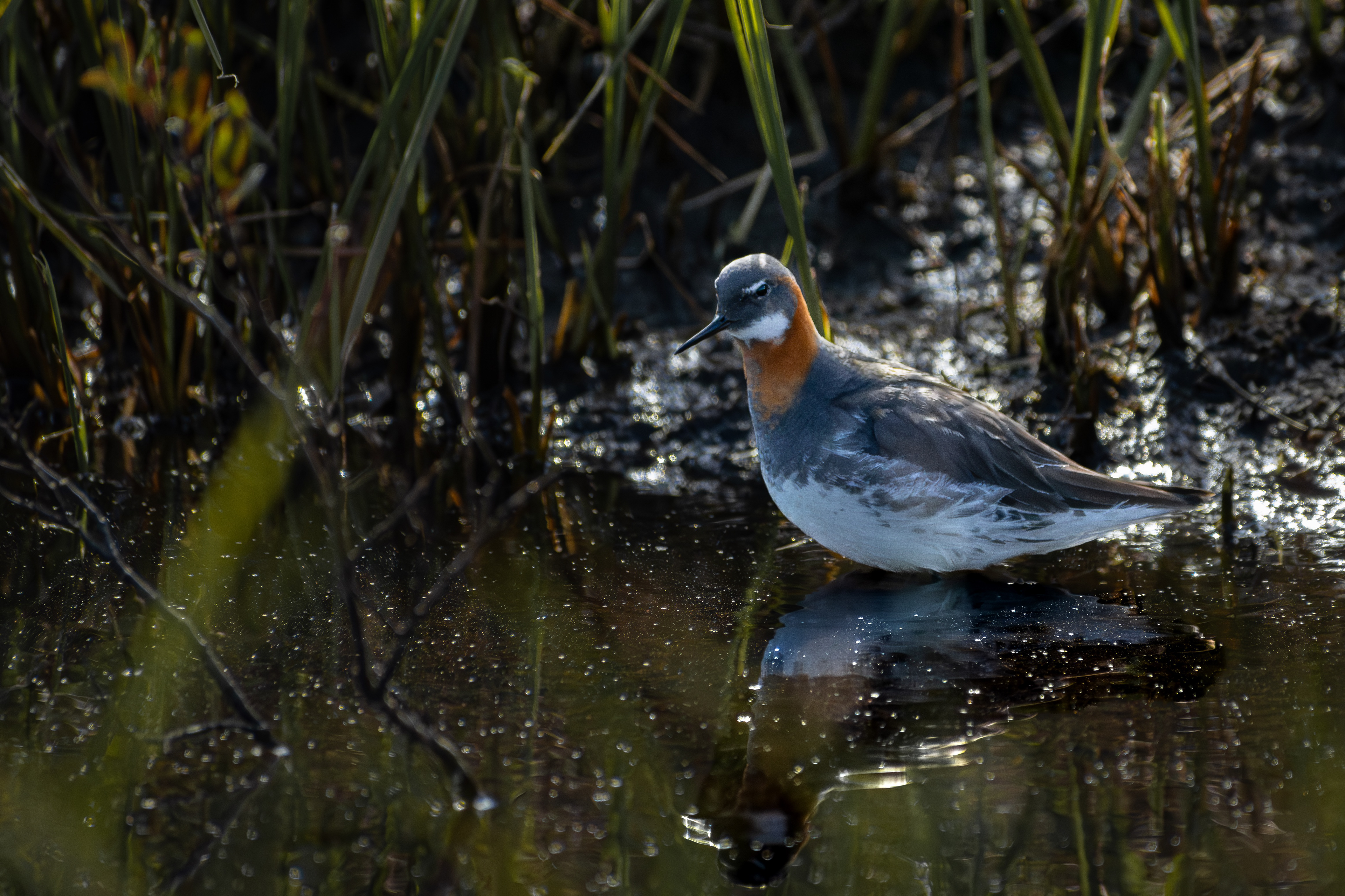 Red Necked Phalarope - Ilulissat