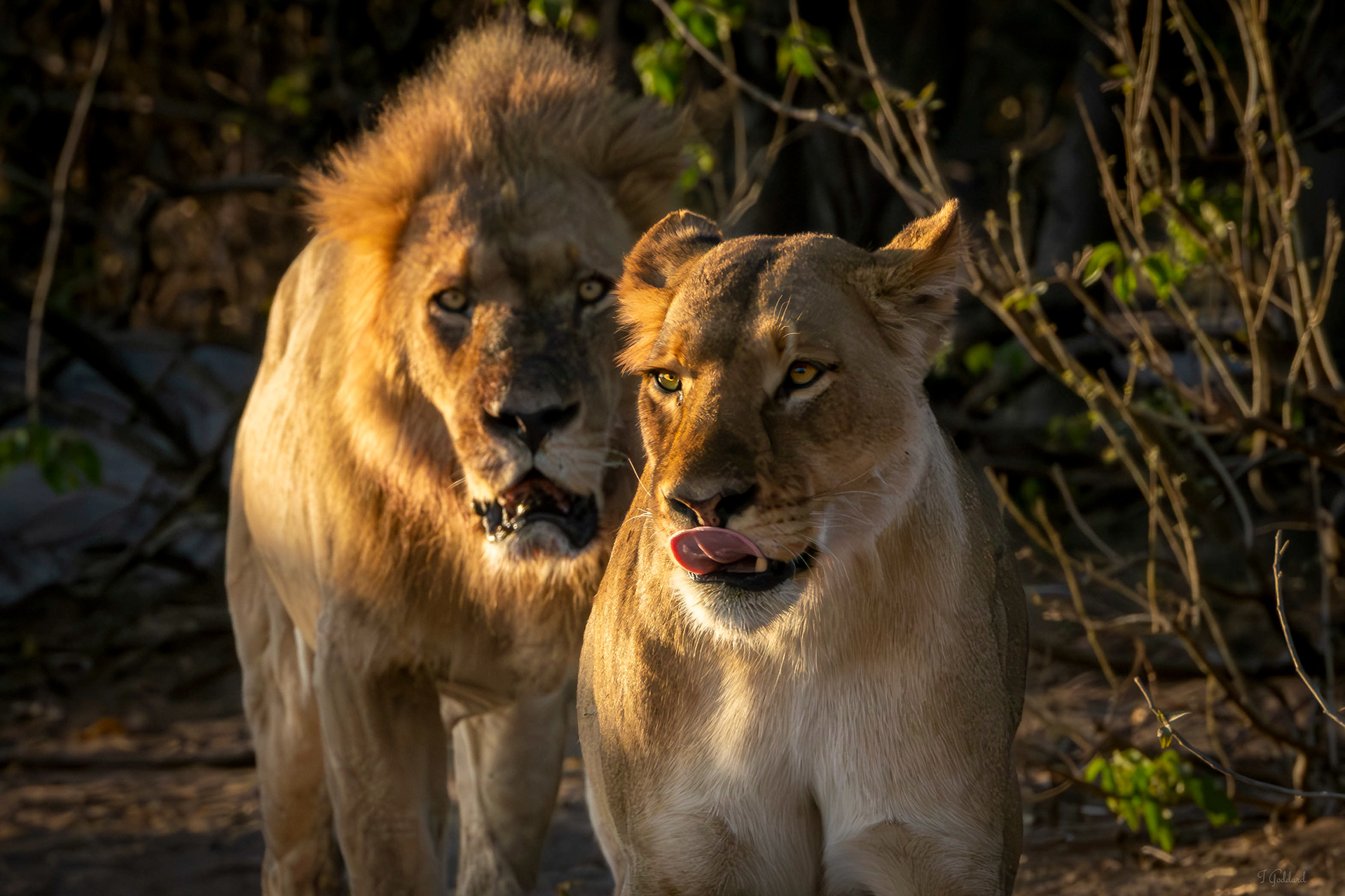 Lion - Botswana