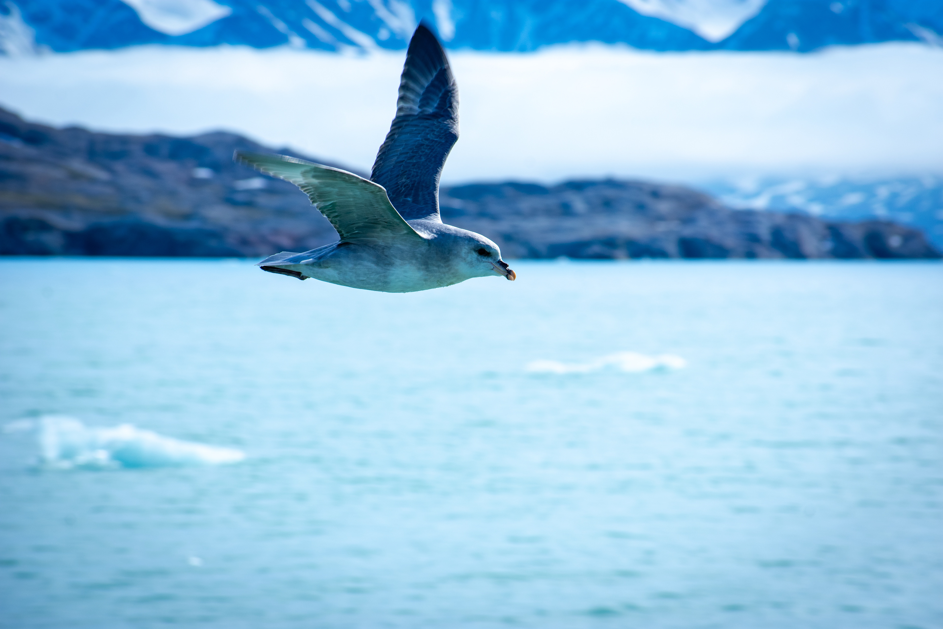 Northern Fulmar - Nordfjorden