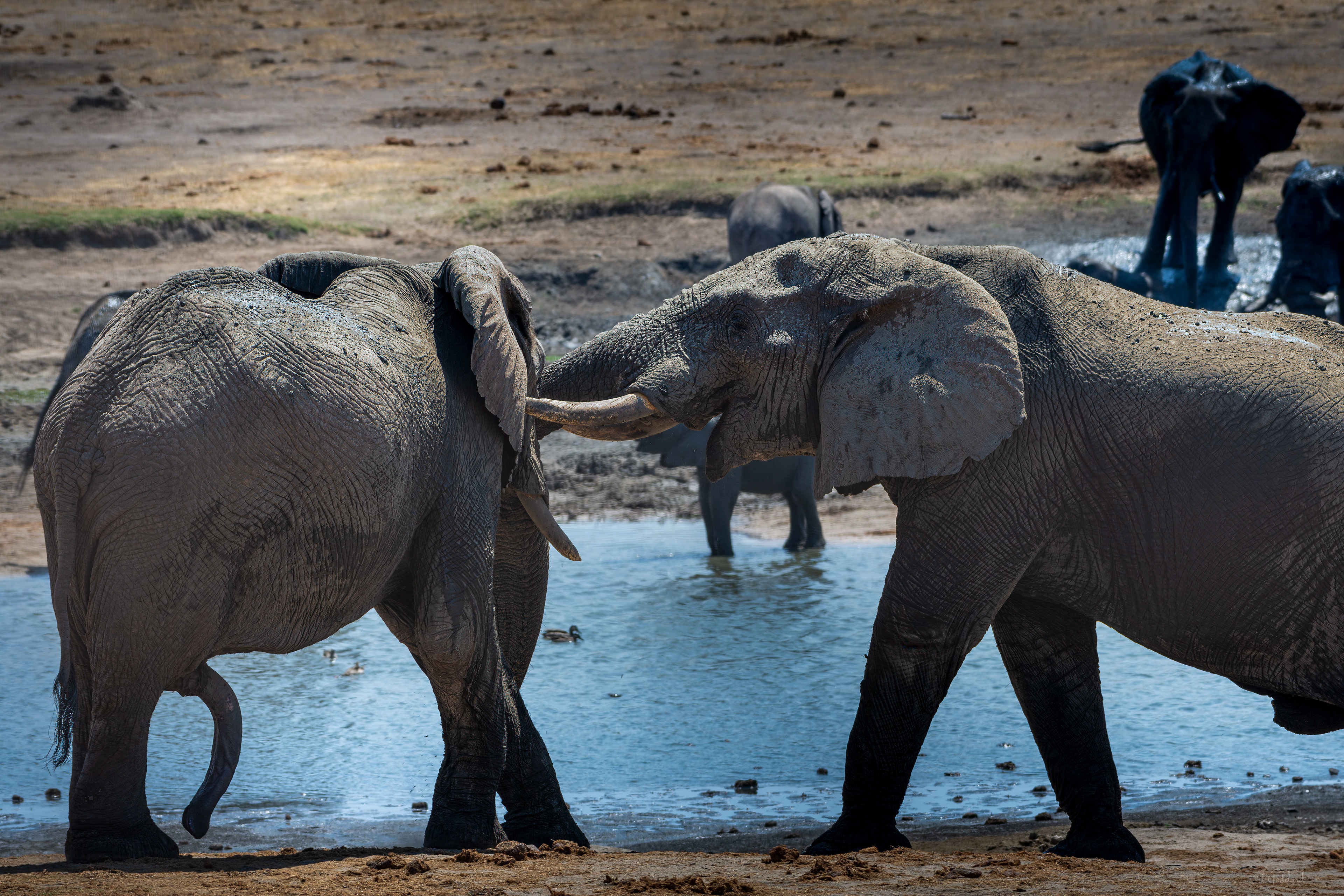 Elephant - Hwange National Park