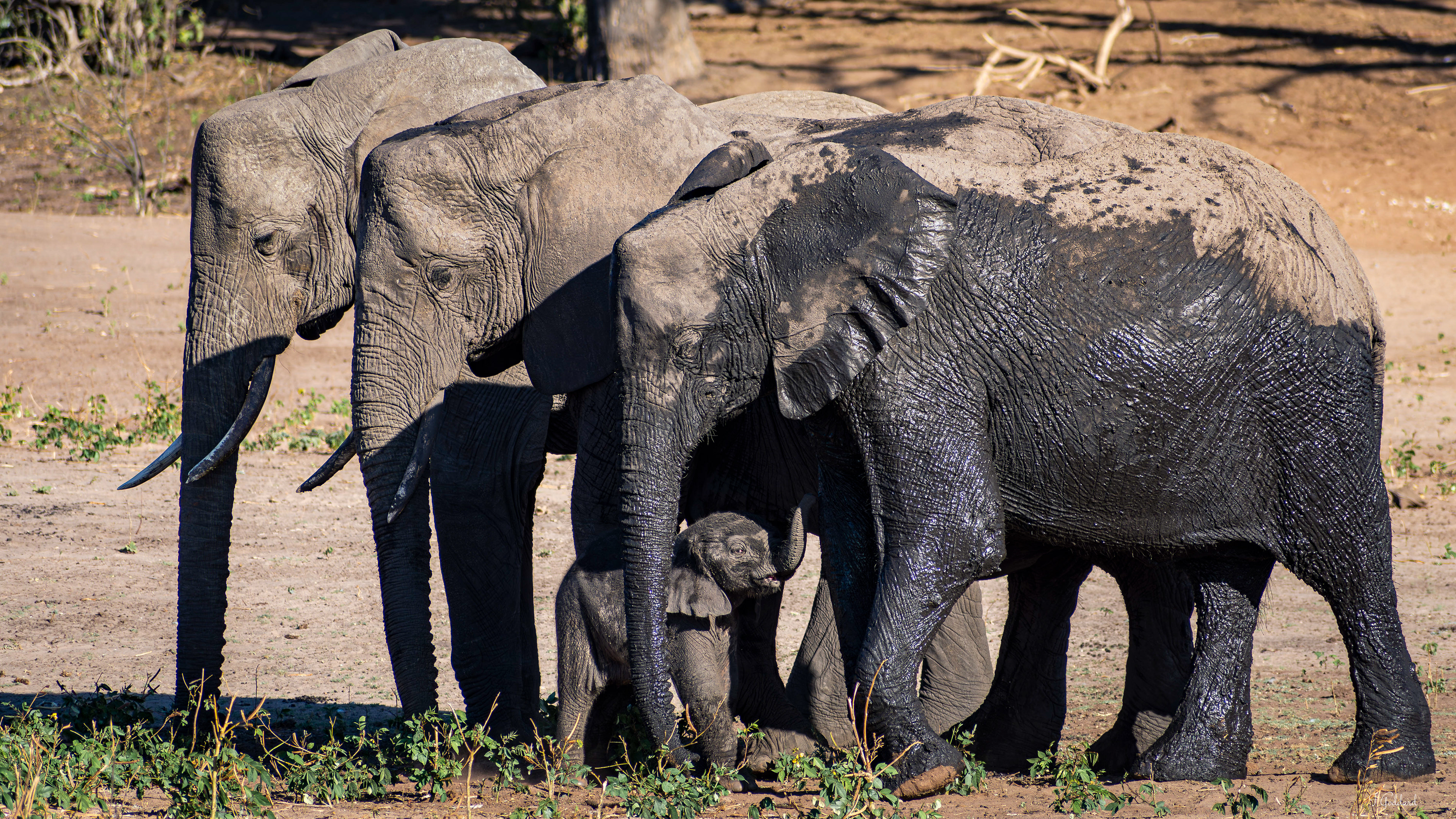 Elephant - Chobe National Park