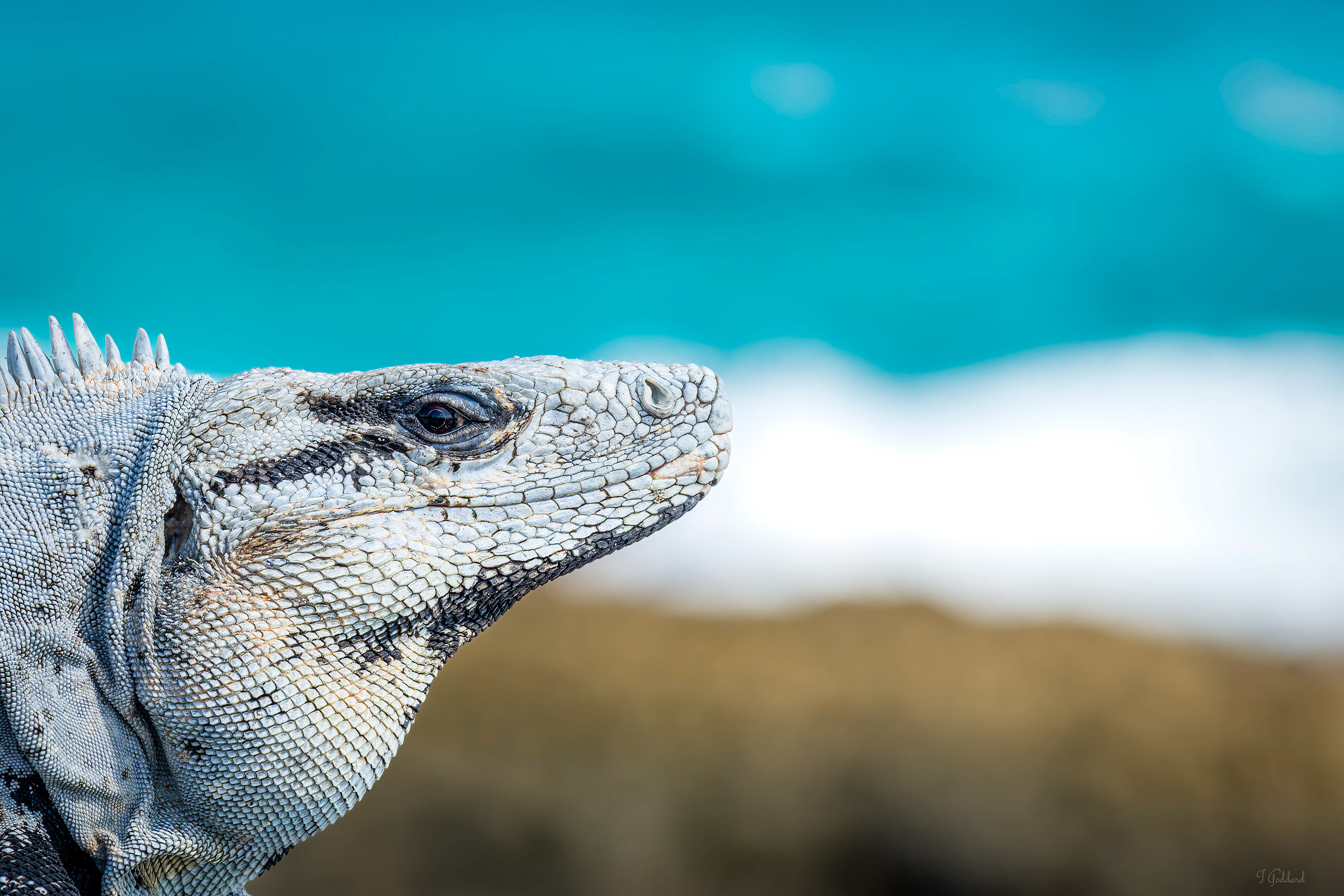 Black Spiny Tailed Iguana - Mexico