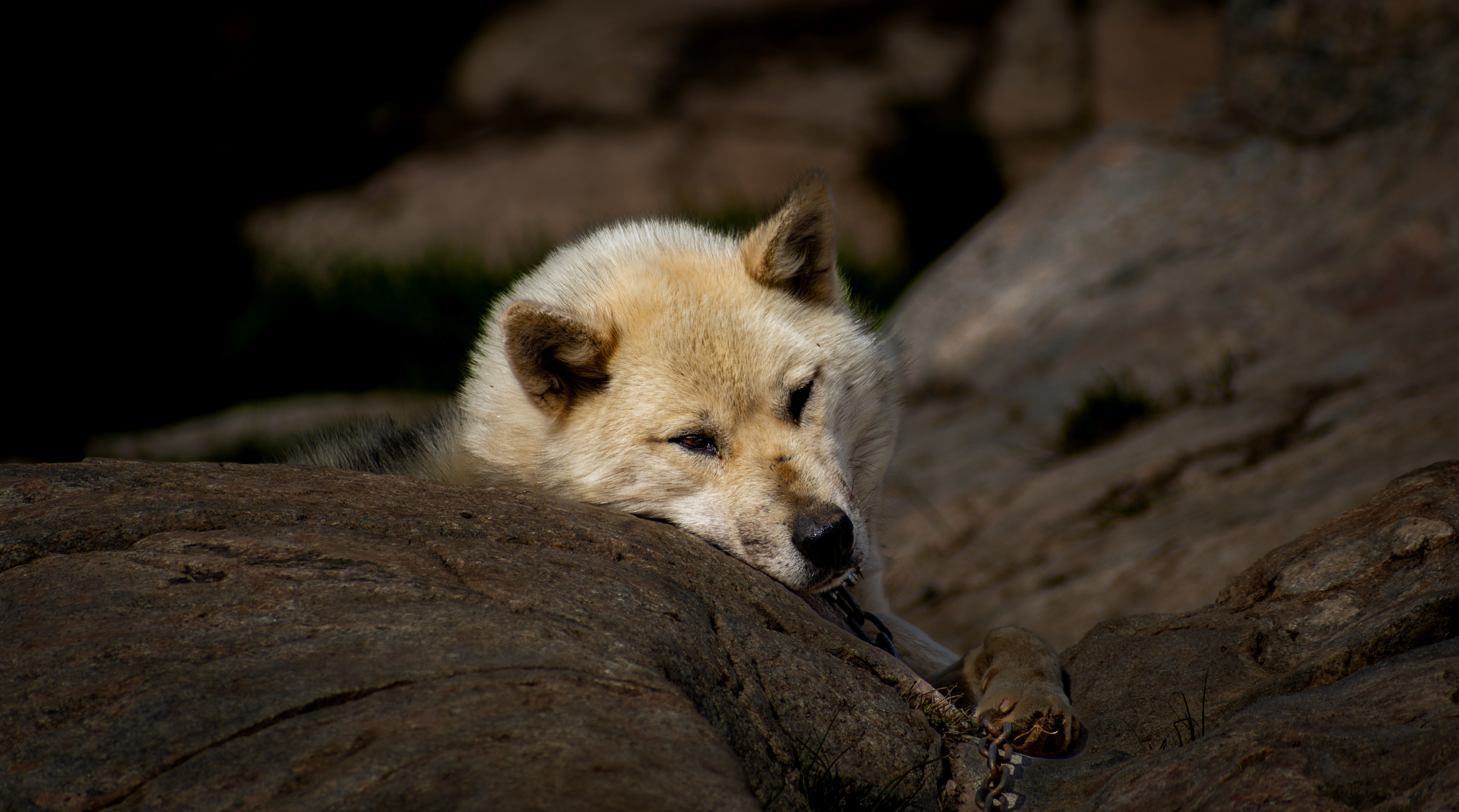 Greenland Dog - Greenland