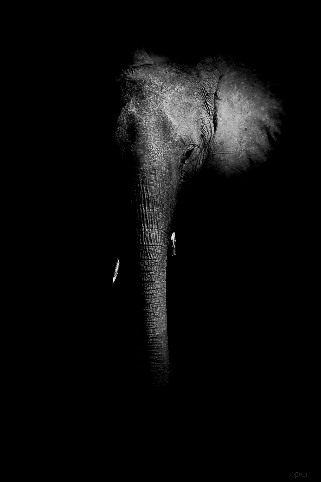 Elephant - Chobe National Park