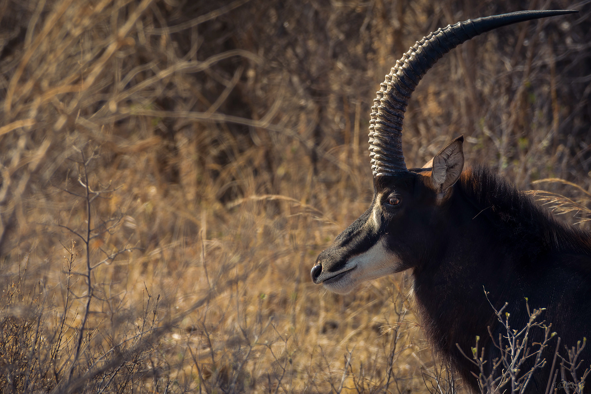 Sable - Hwange National Park