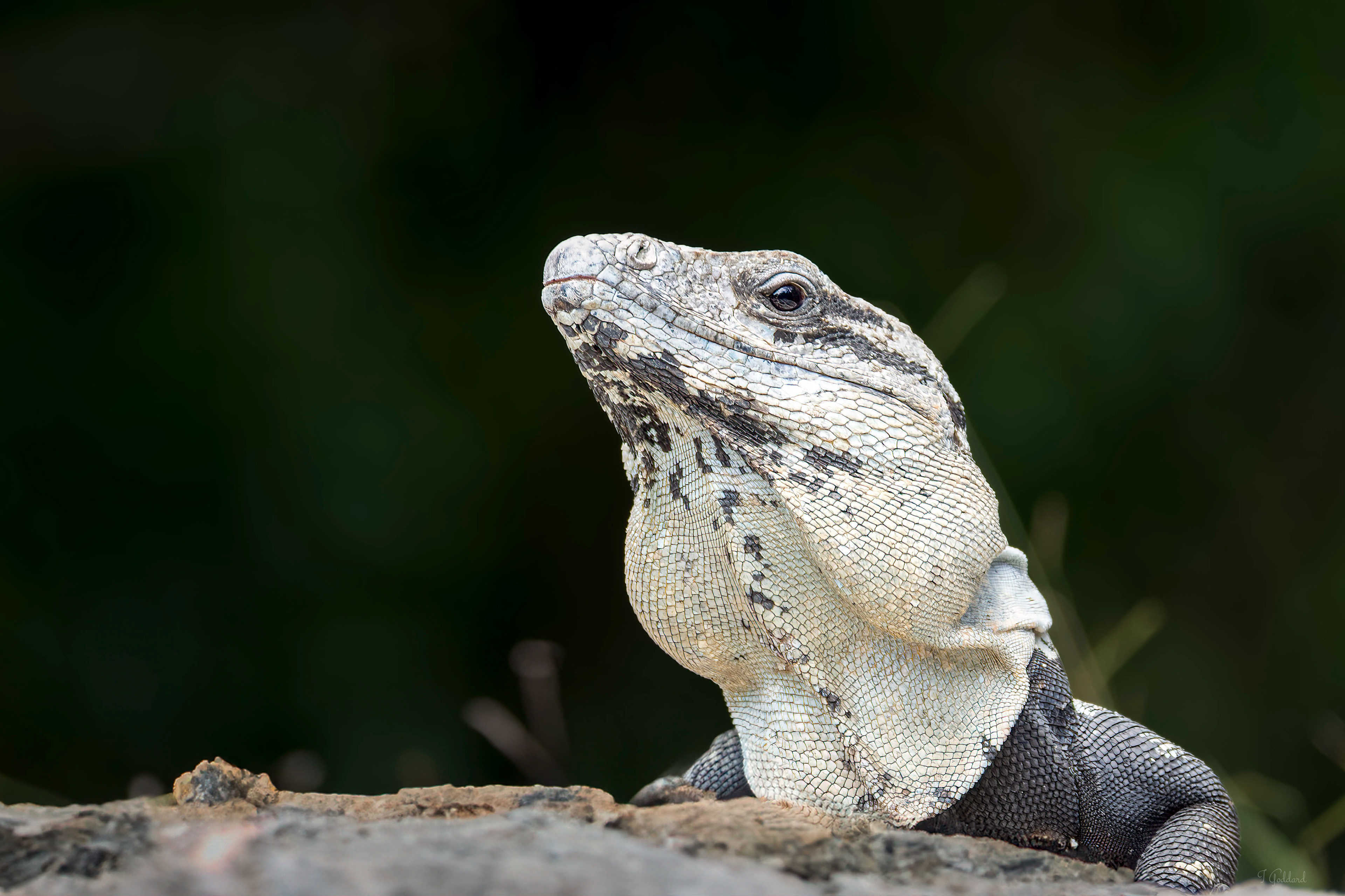 Black Spiny Tailed Iguana - Mexico