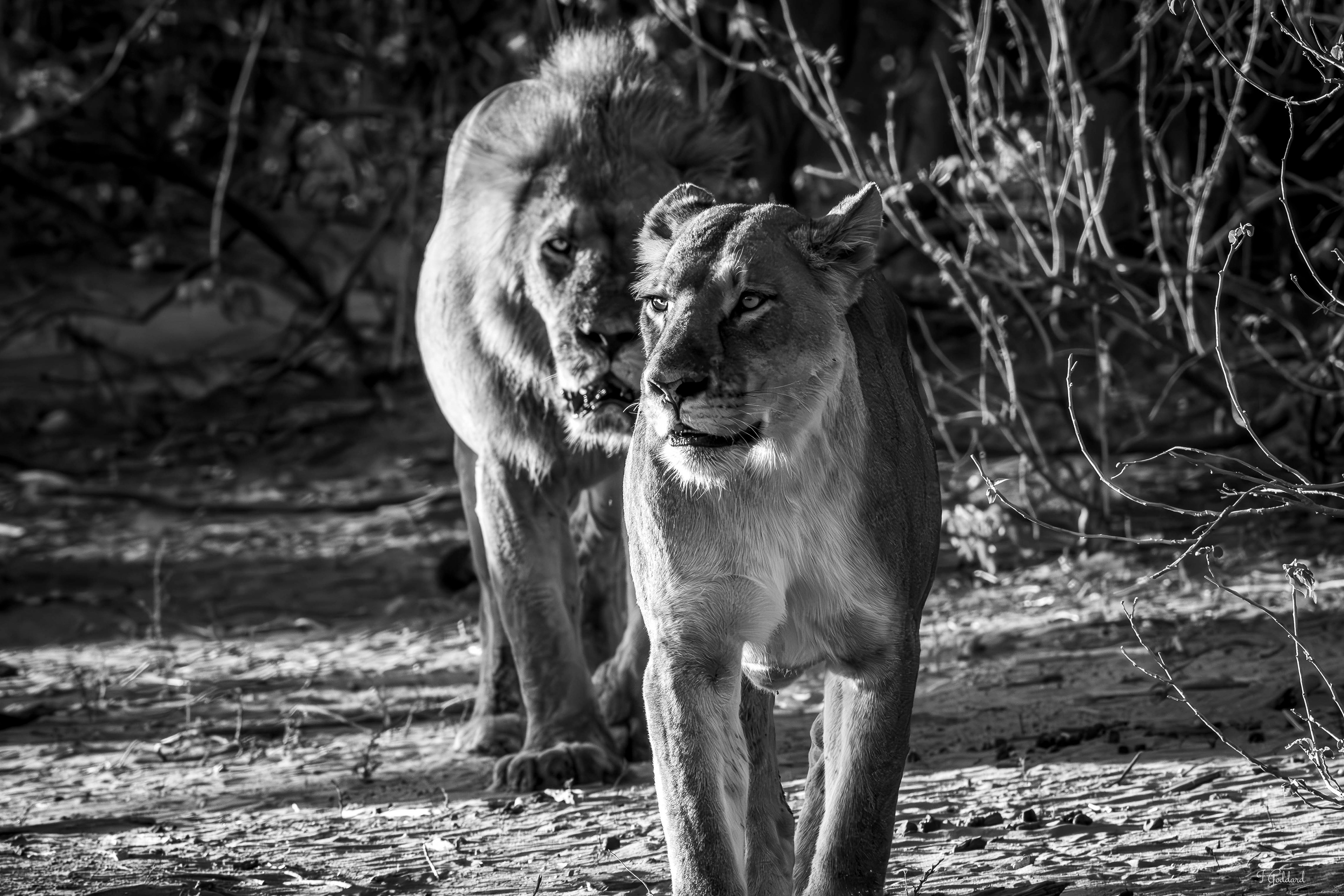 Lion - Chobe National Park