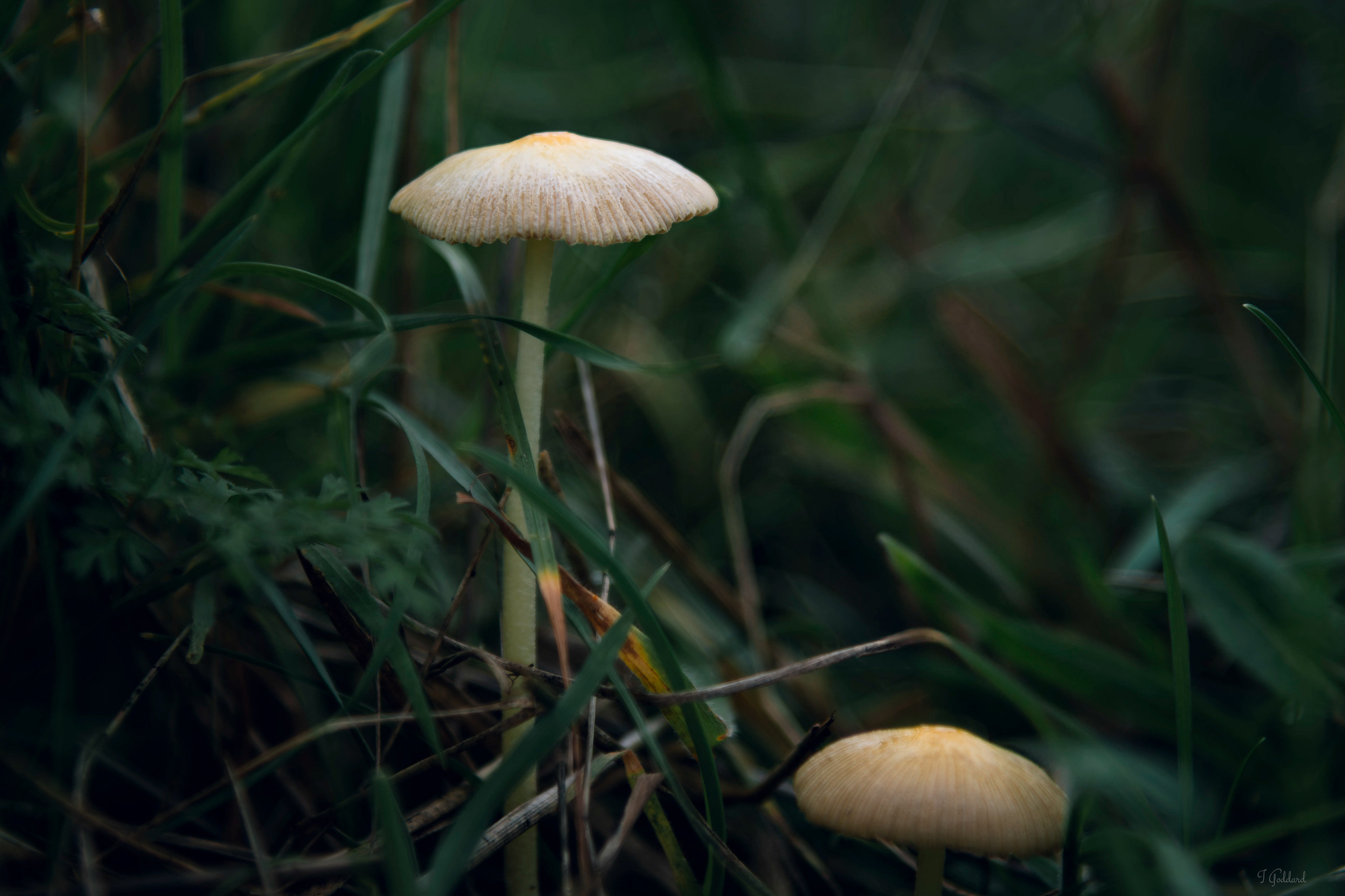 Yellow Field Cap Mushrooms, UK