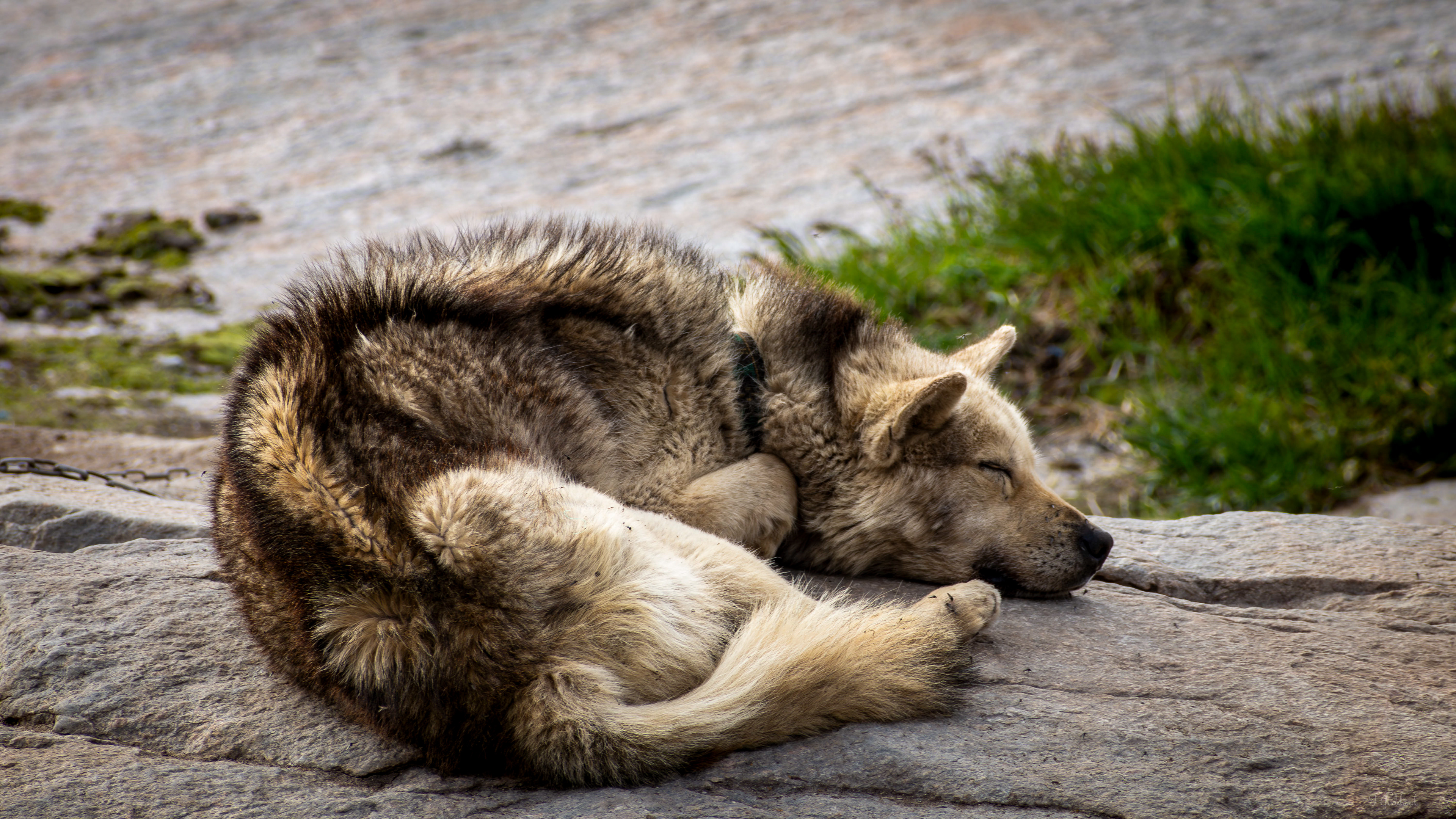 Greenland Dog - Oqaatsut