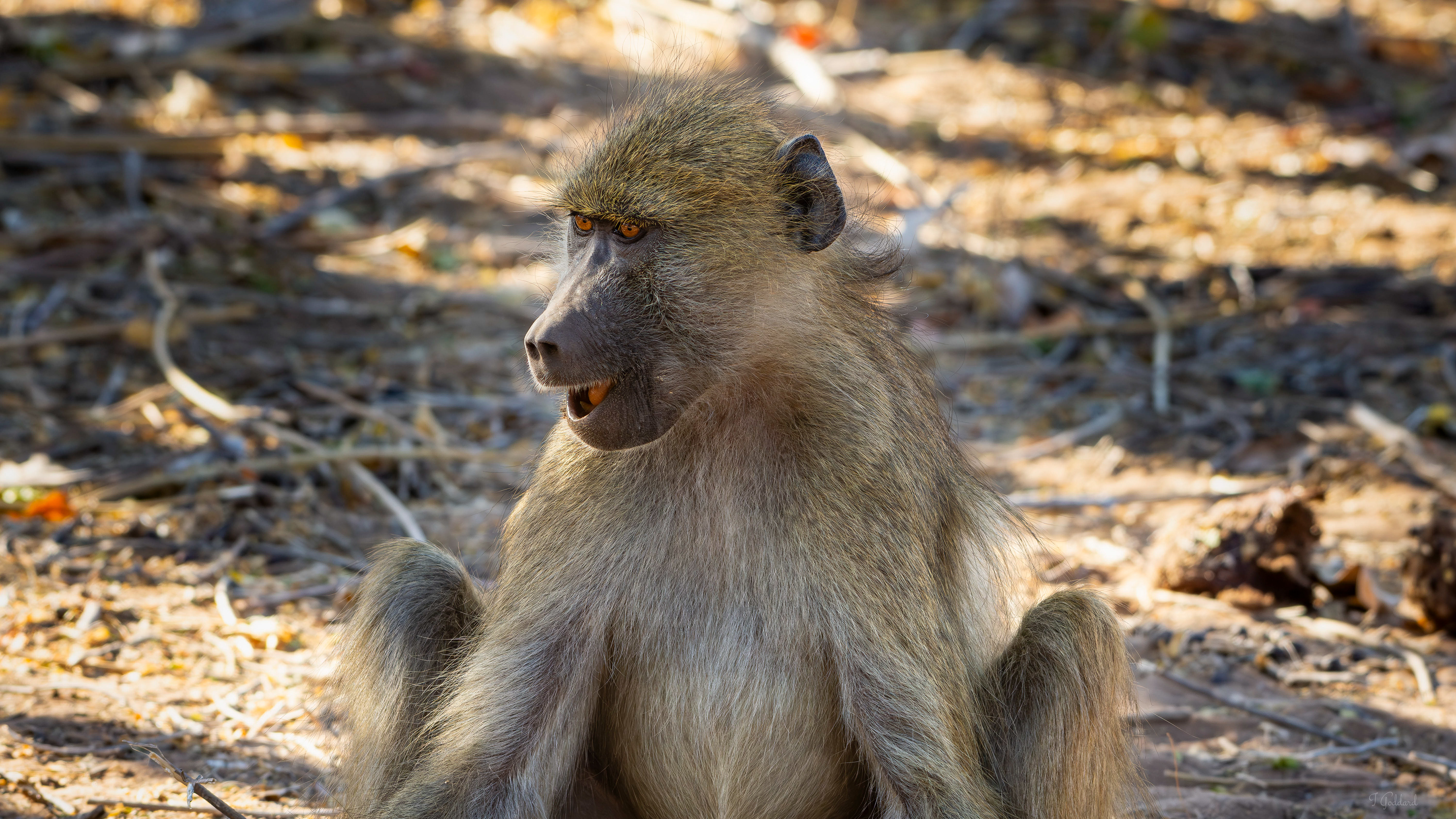 Baboon - Chobe National Park