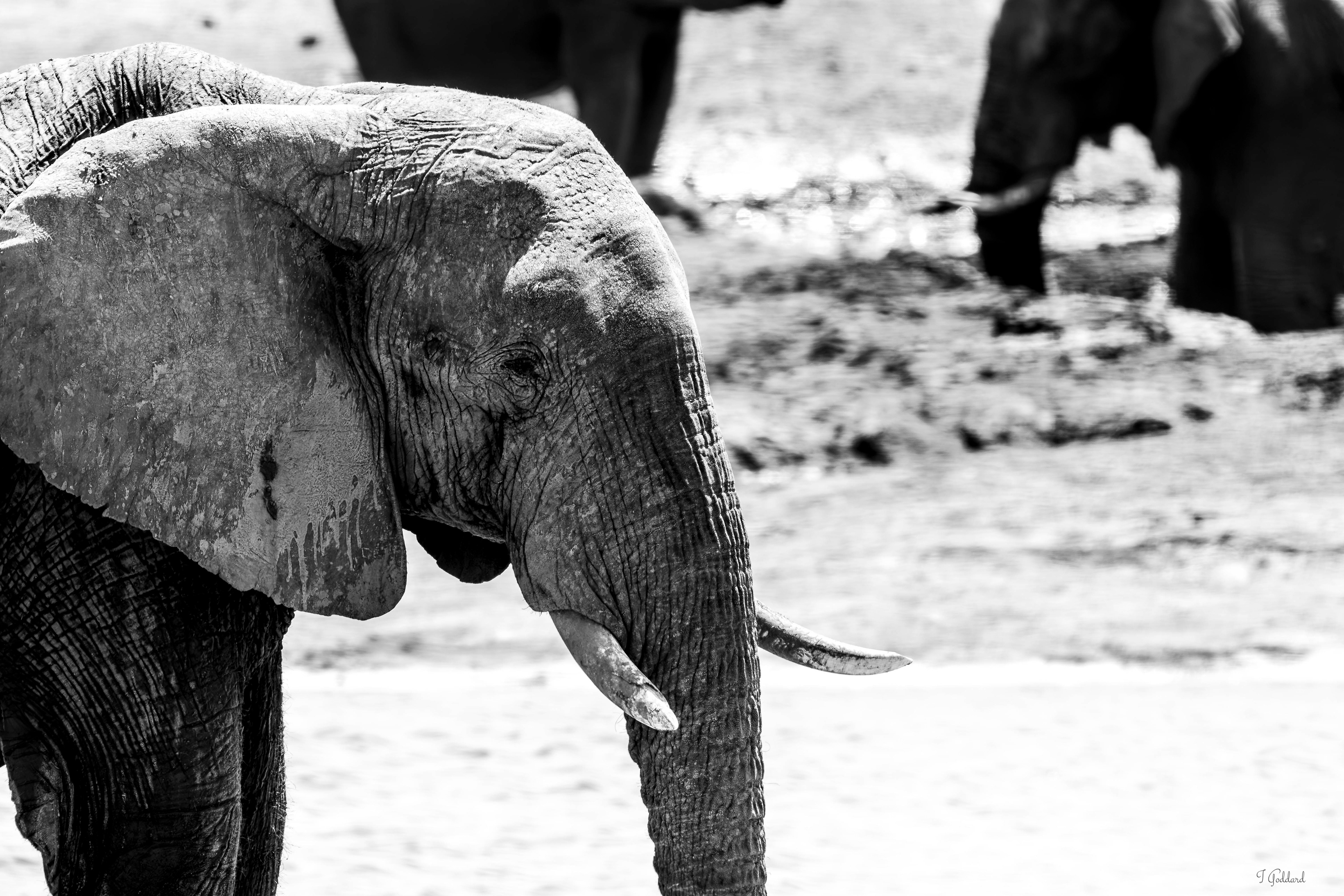 Elephant - Hwange National Park