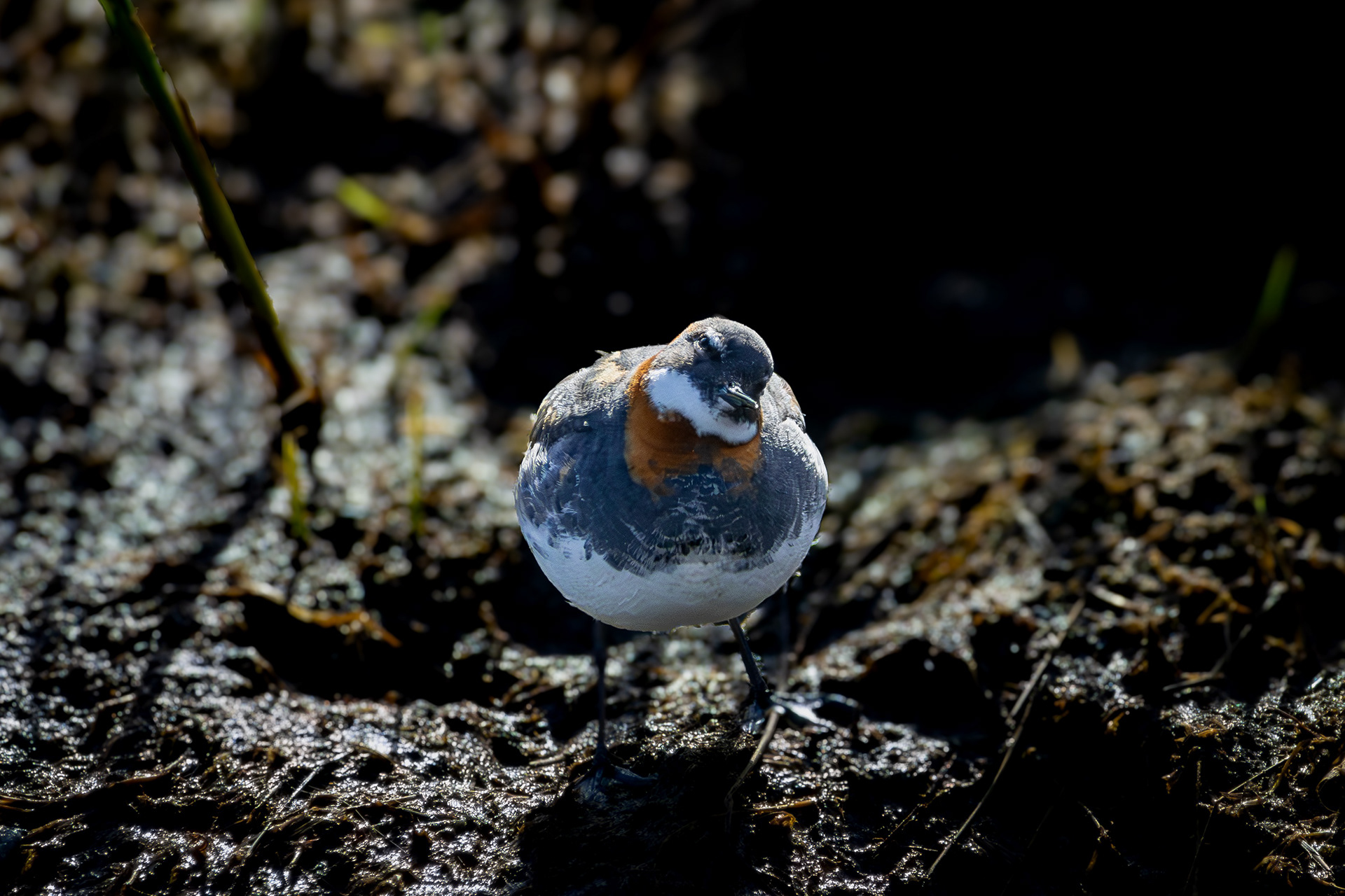 Red Necked Phalarope - Greenland